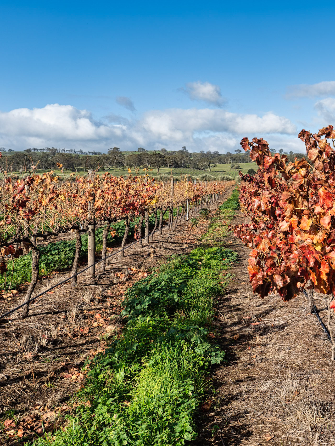 The leaves on the grape vines are turning orange- the vines will grow dormant until next spring.