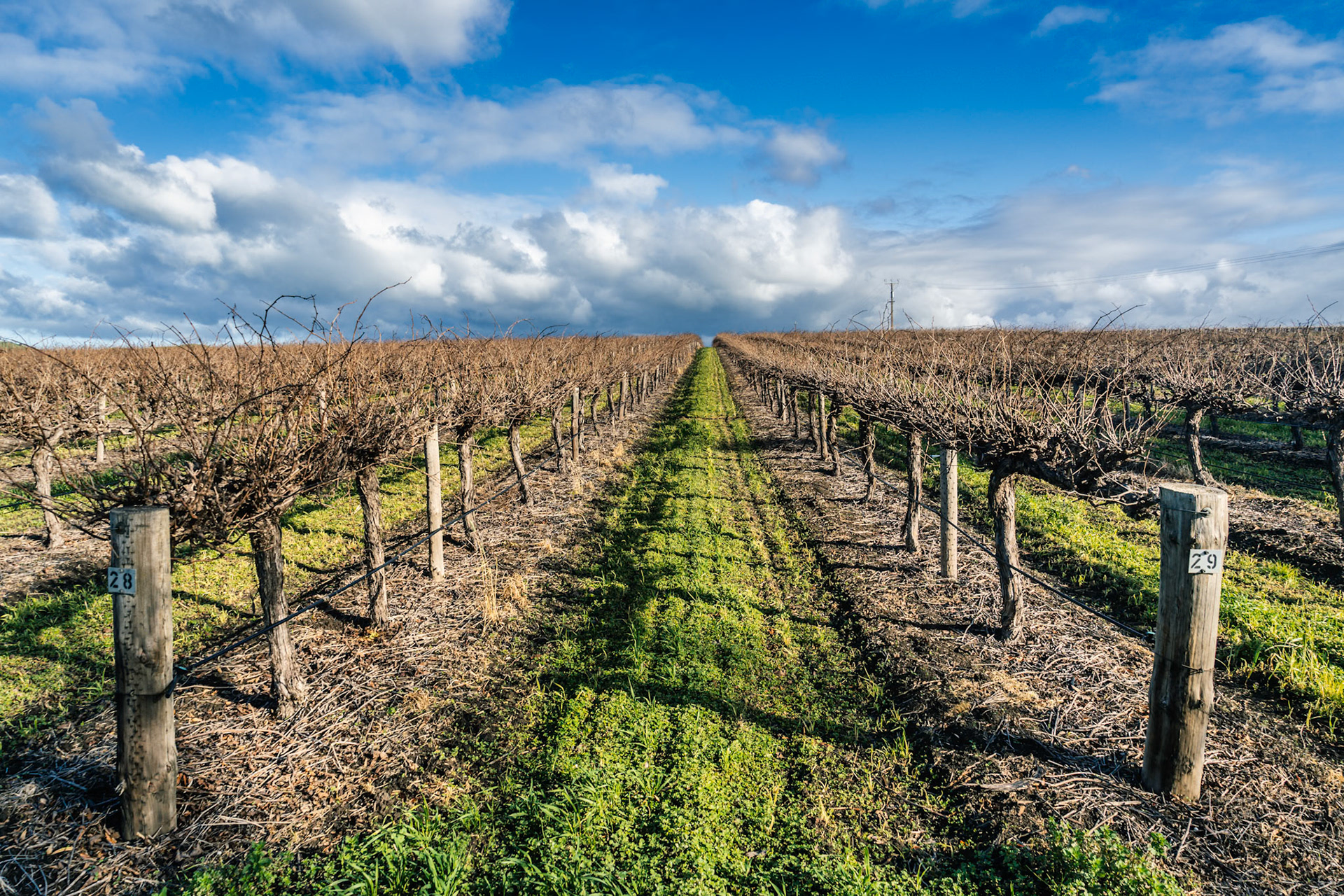 The leaves on the grape vines are turning orange- the vines will grow dormant until next spring.