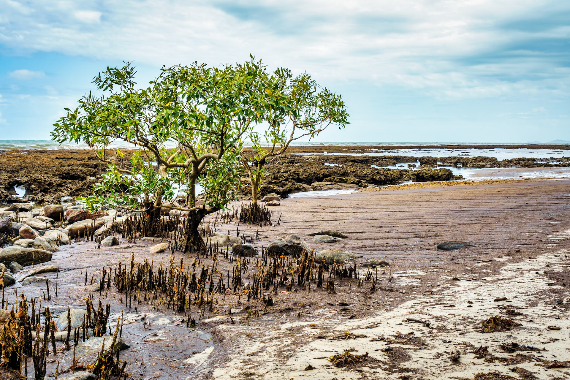 We usually associate the Daintree with rainforest, but head down to the beach and the shoreline to explore the mangroves and the unique vegetation.
