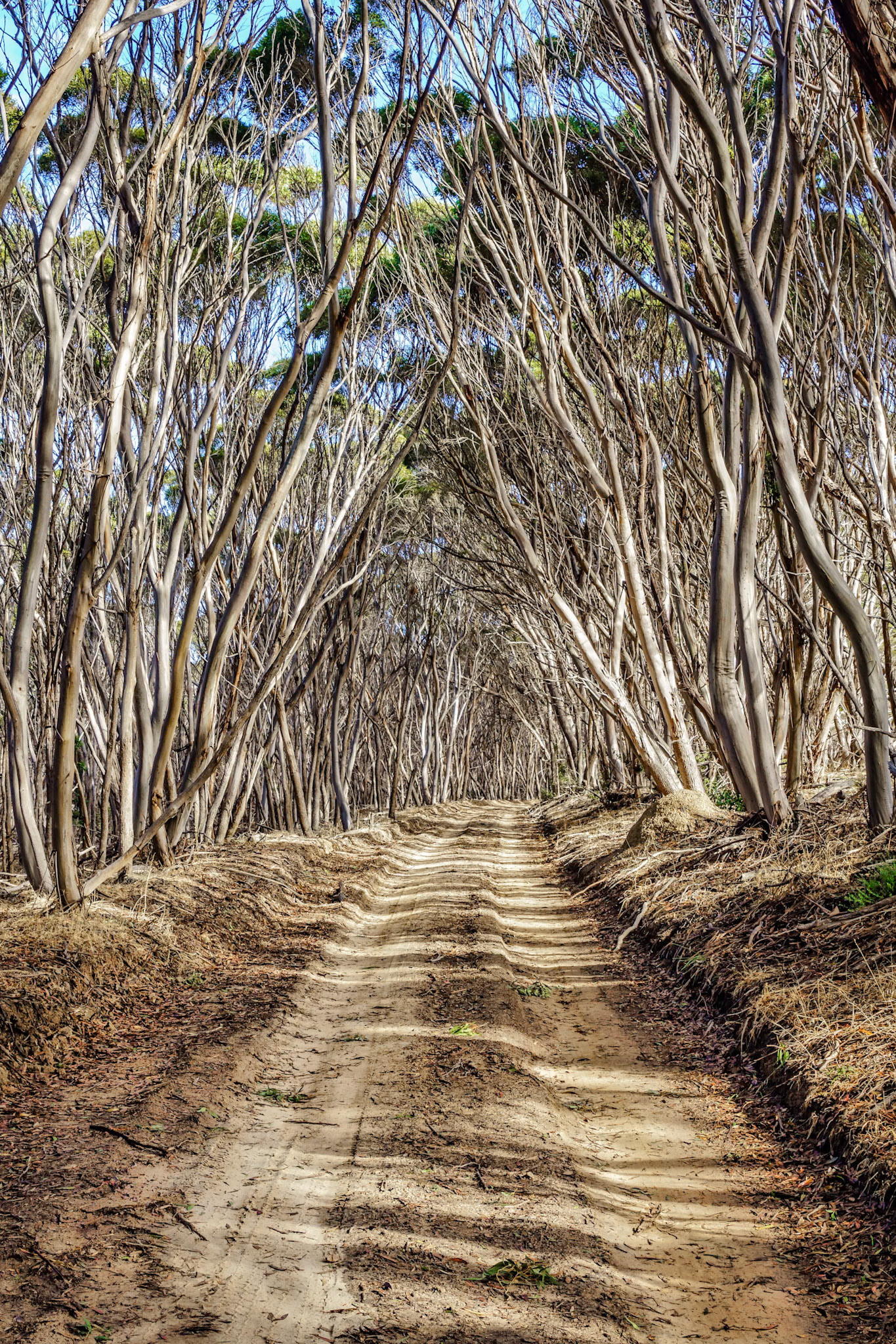 This throughfare looks almost spooky as it winds through the thick forest of gum trees.