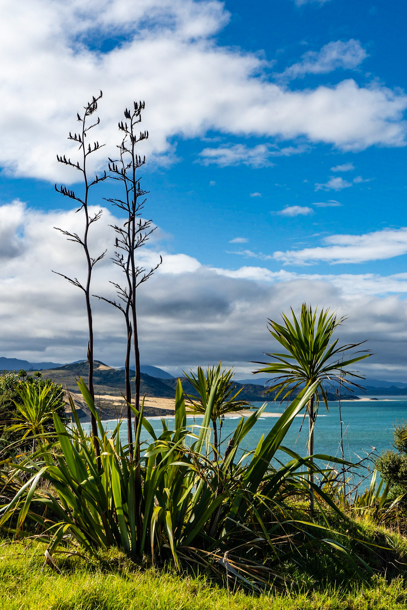 The views from the lookout near Omapere are amazing- looking accross the Hokianga Harbour and the ocean. The New Zealand flax are plentiful in the area.