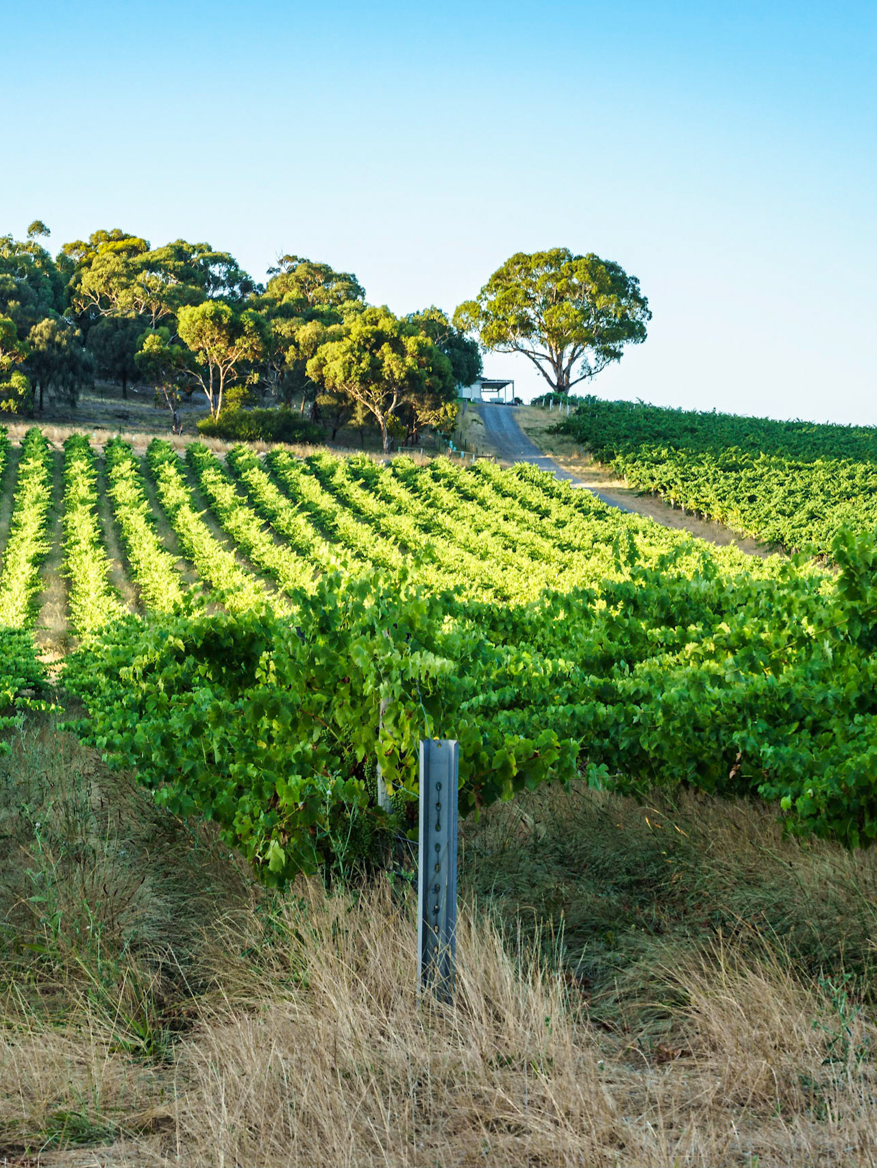The Shiraz bike trail in McLaren Vale winds past vieyards and picturesque scenery.