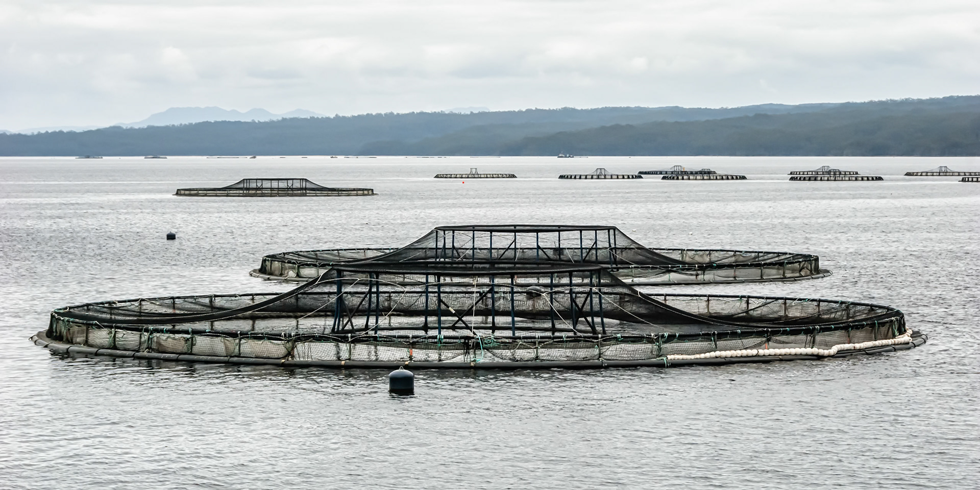 Tuna are grown in the harbour in these pens until ready for market. The aquaculture industry in Tasmania produces some of the world's best salmon.
