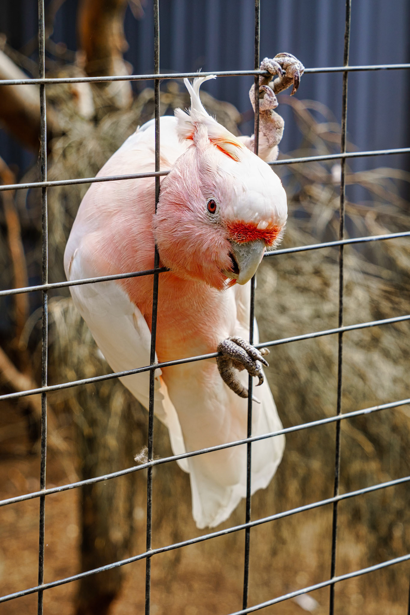 The Major Mitchell’s Cockatoo is a small pink-and-white parrot that  live in arid and semi-arid regions of Australia. They lay eggs in tree hollows and usually live in flocks of birds in one area.