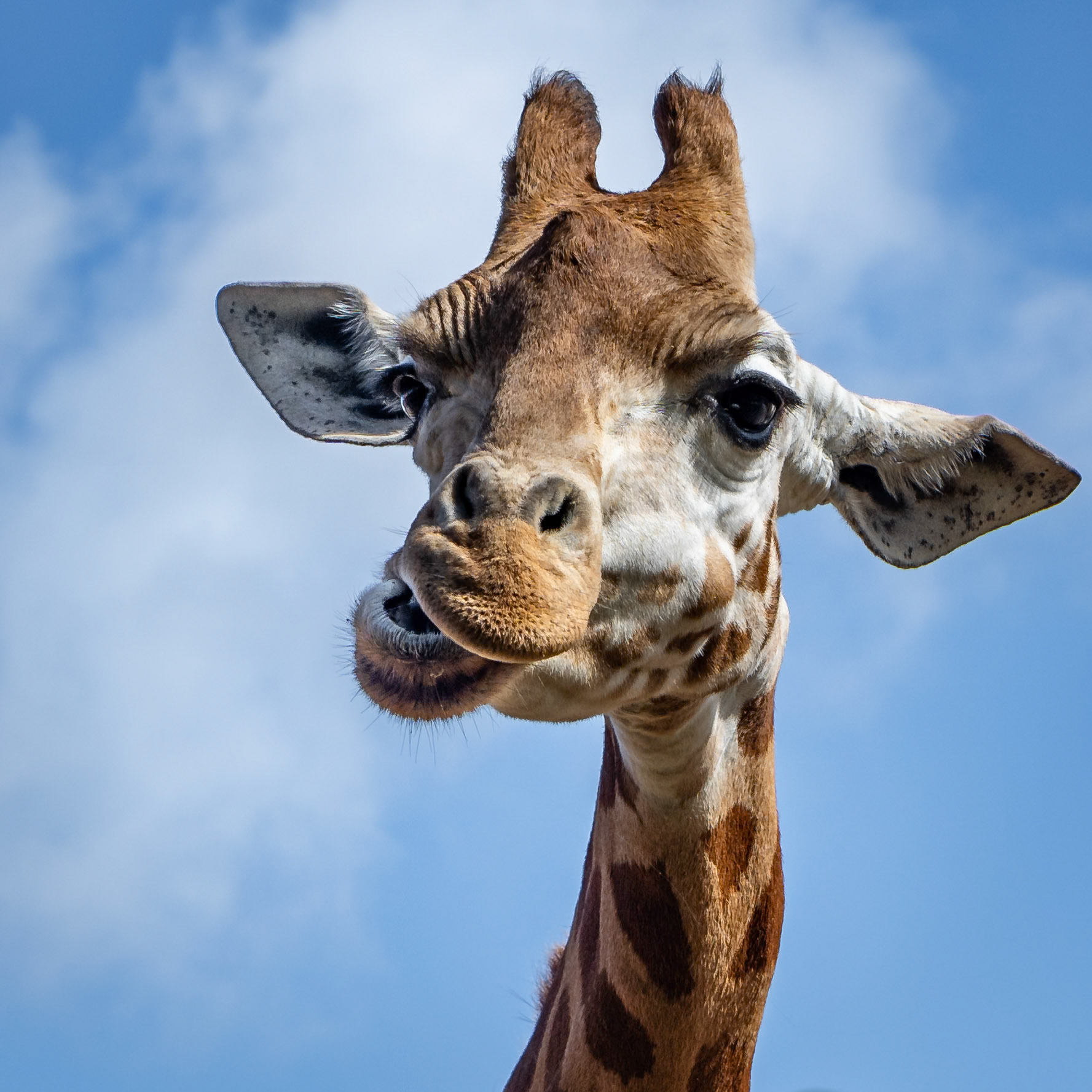 The giraffe appeared to be trying to communicate something important.