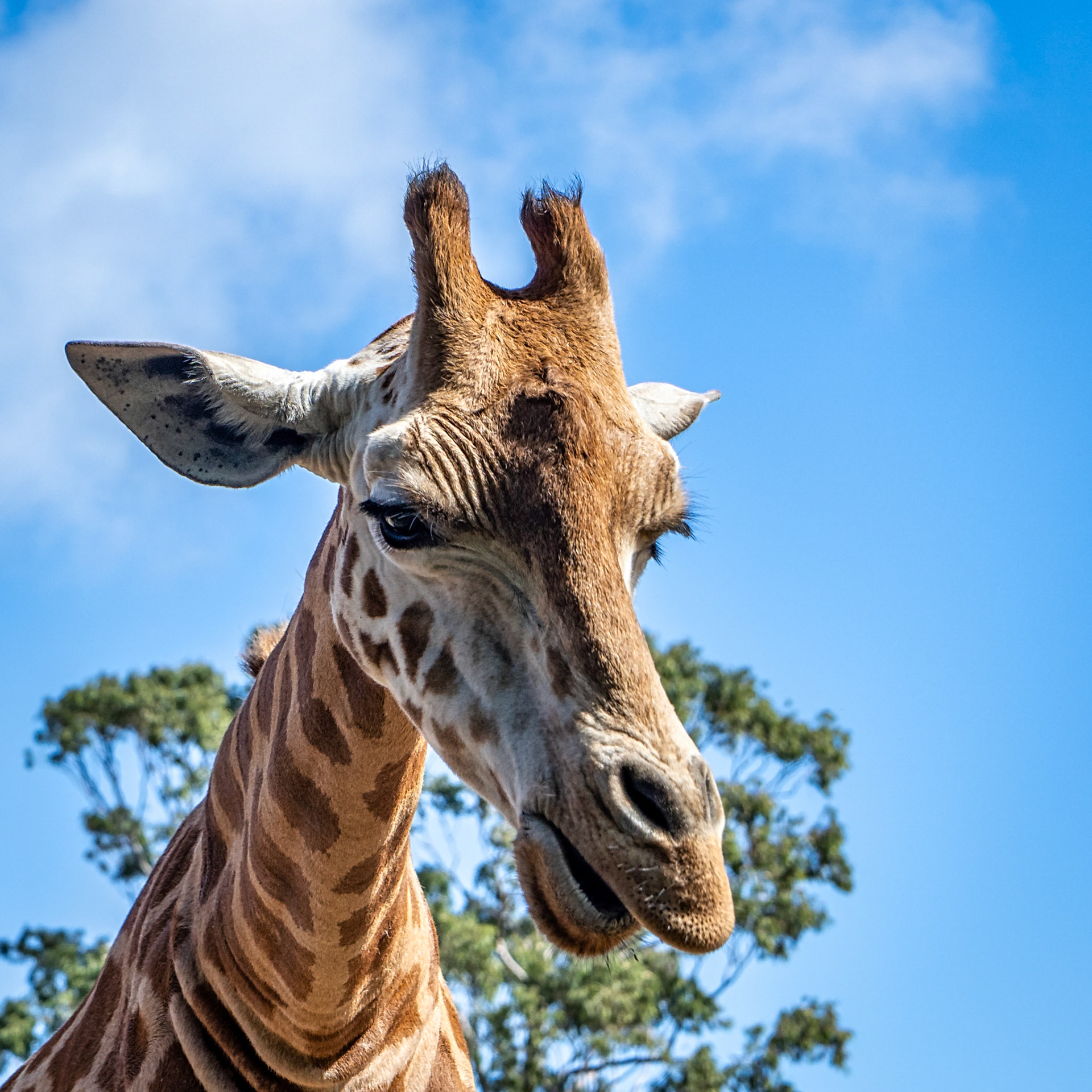 The giraffe appeared to be trying to communicate something important.