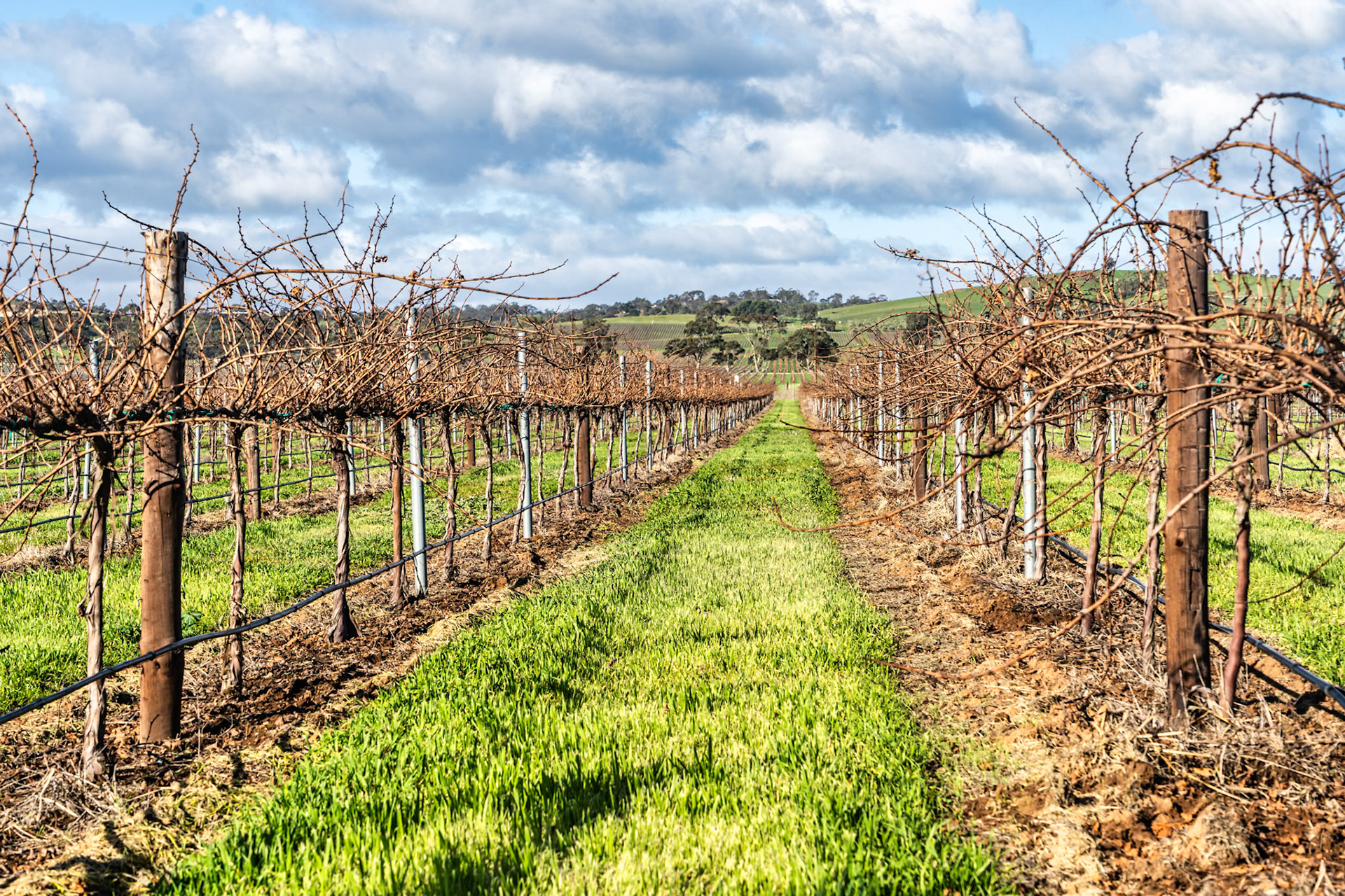 The Barossa Valley in South Australia is a renowned wine-producing region. The area was first settled by Germans and the German influence can be seen in the  many Lutheran churches in the area.