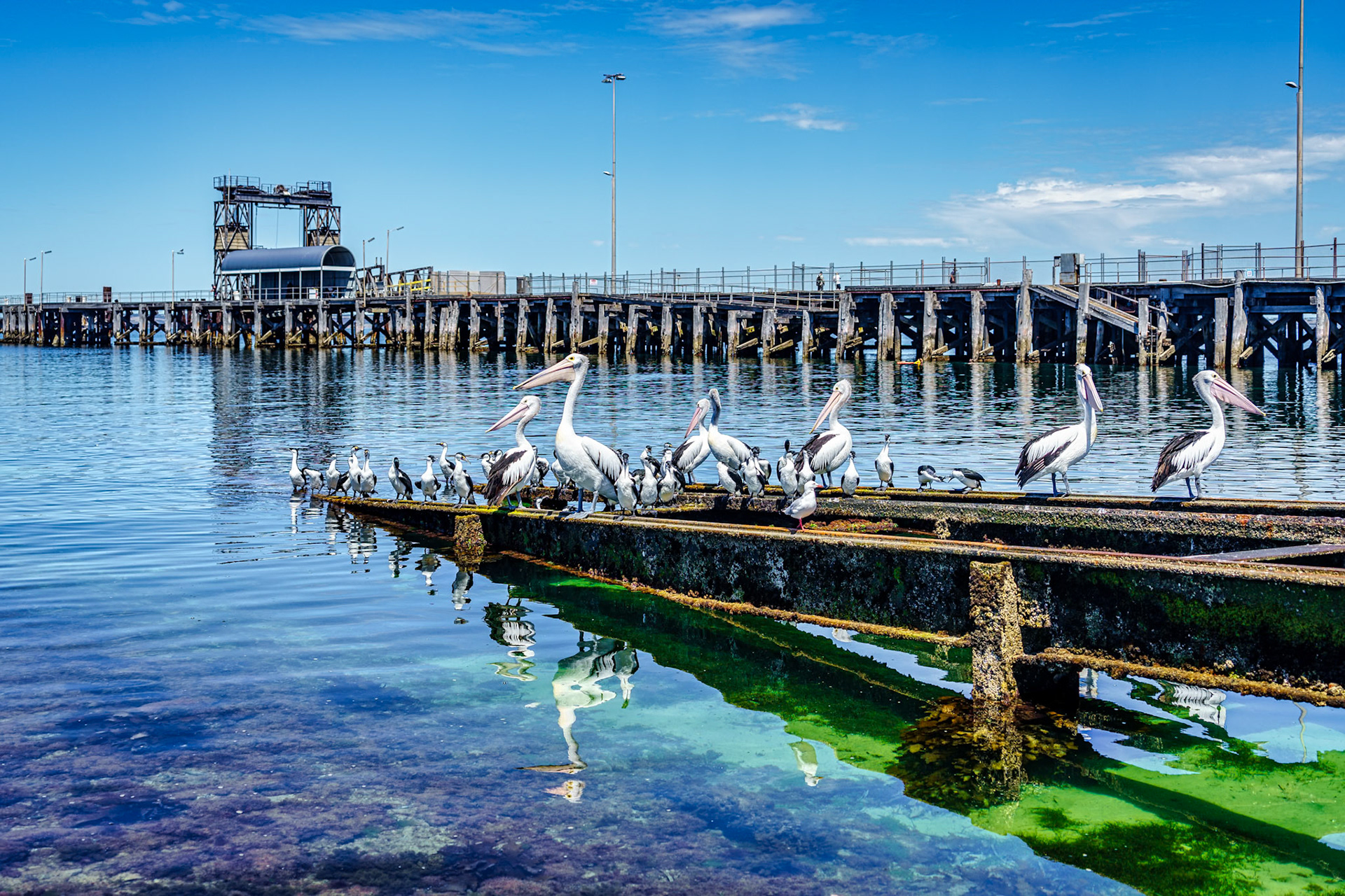 The pelicans and other seabirds wait for the fishers to return with their catch.