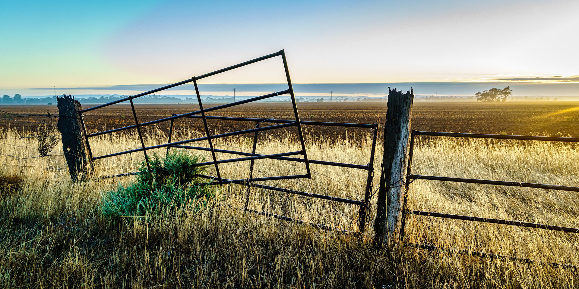 The sun is just rising and shining on the recently sown wheat crop at Balaklava in South Australia.