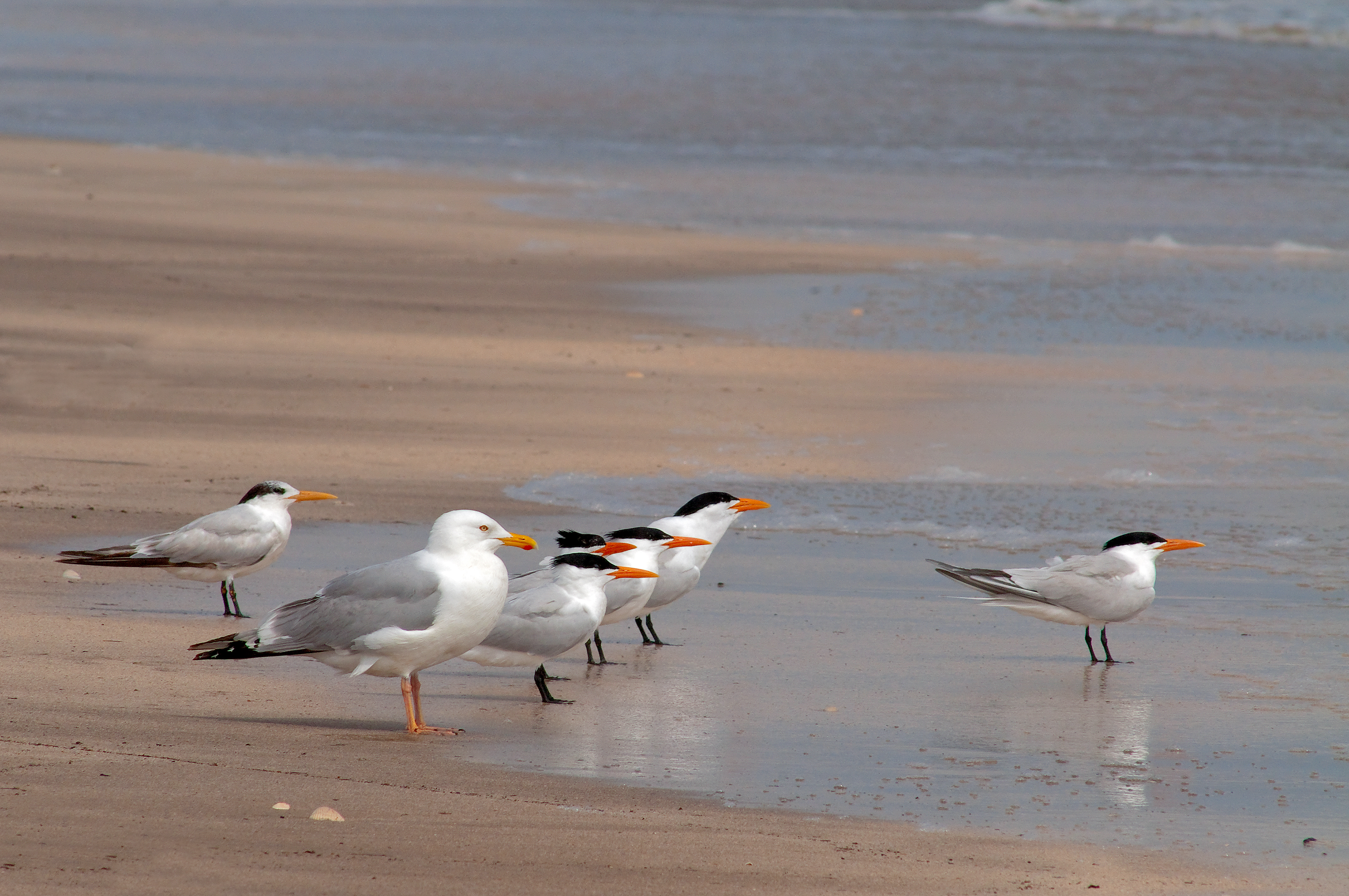 Terns and Gulls - Rutherford Beach, Louisiana