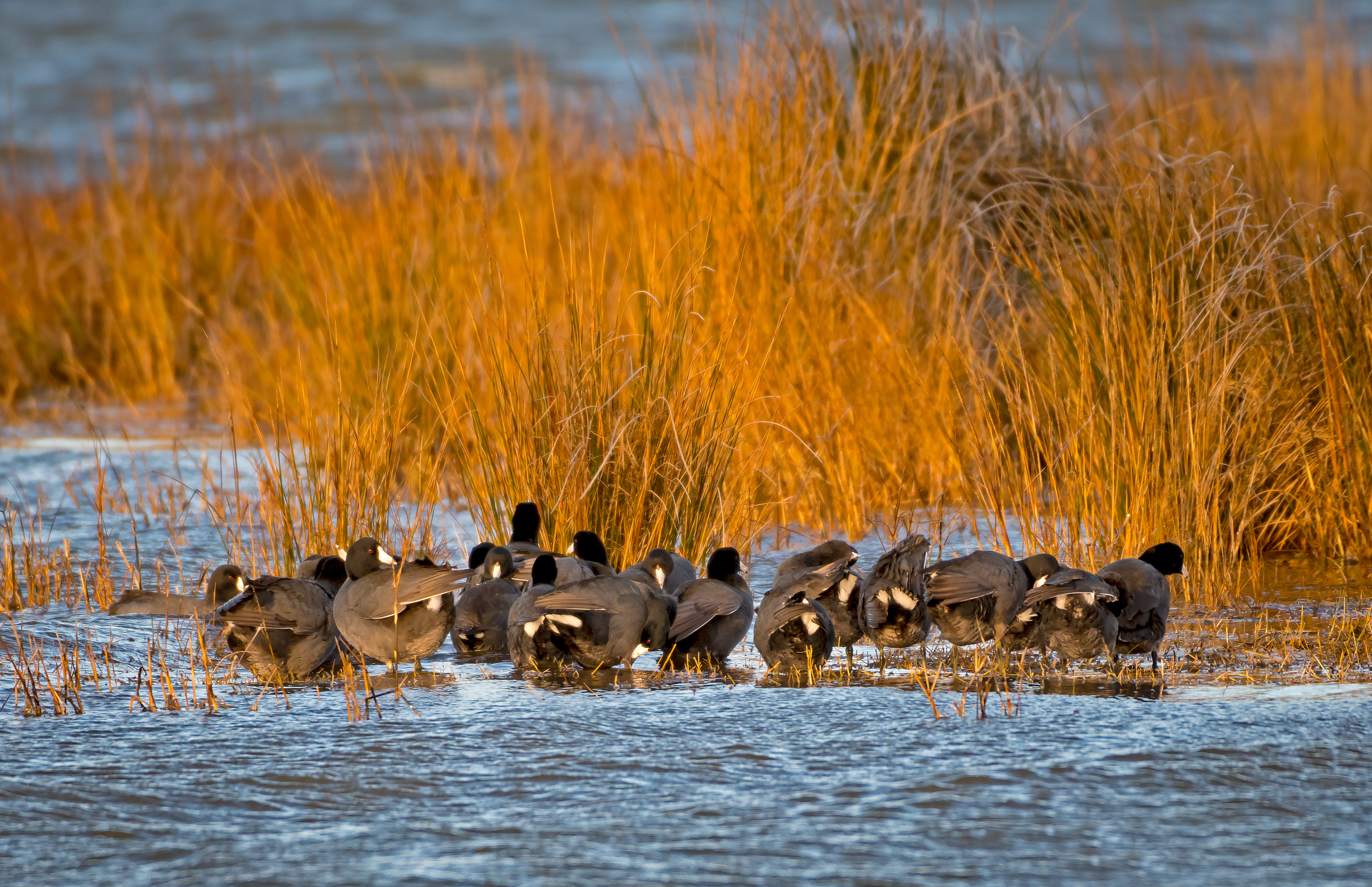 Coots - Pea Island National Wildlife Refuge, NC