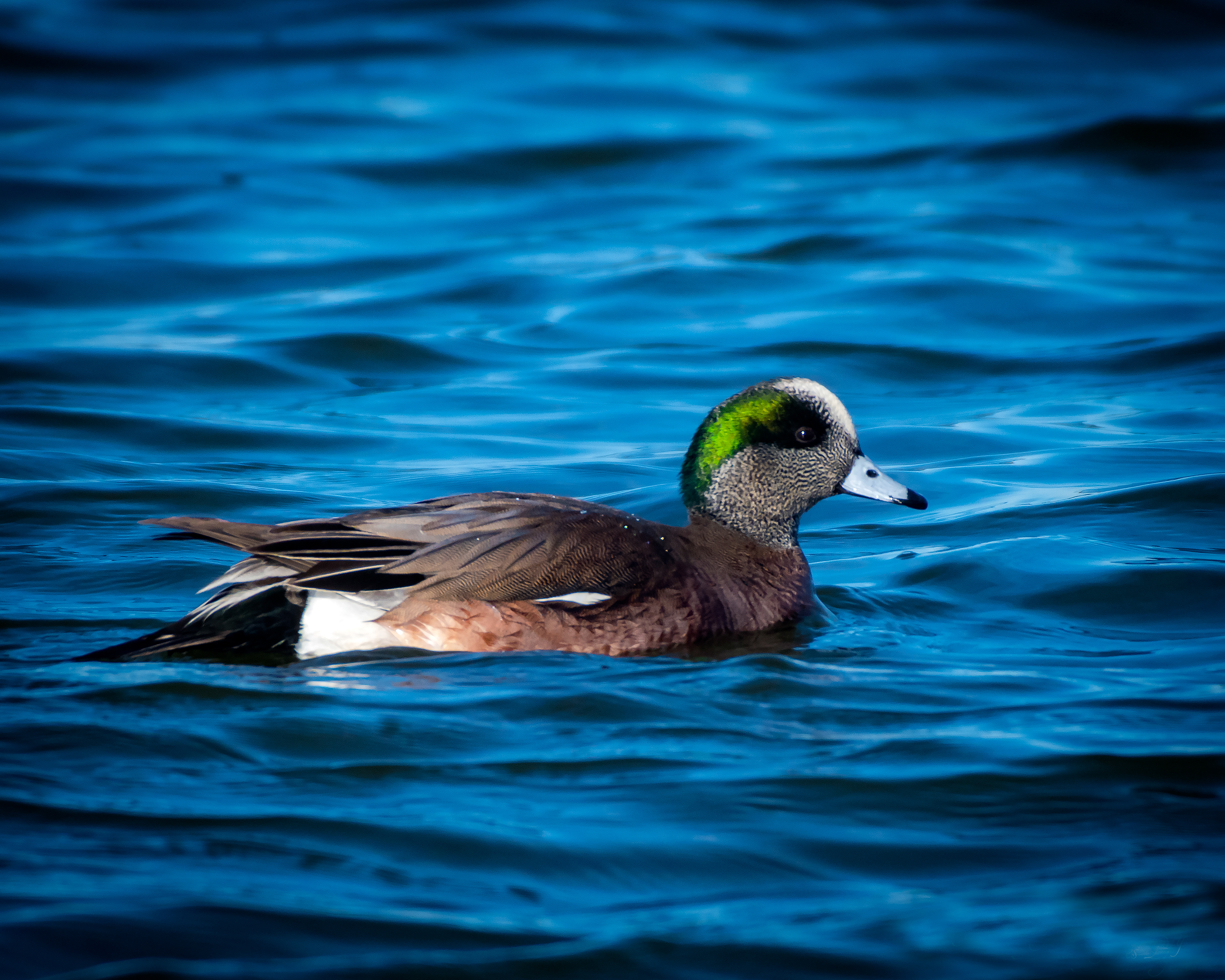 Male American Wigeon - Pea Island National Wildlife Refuge, NC