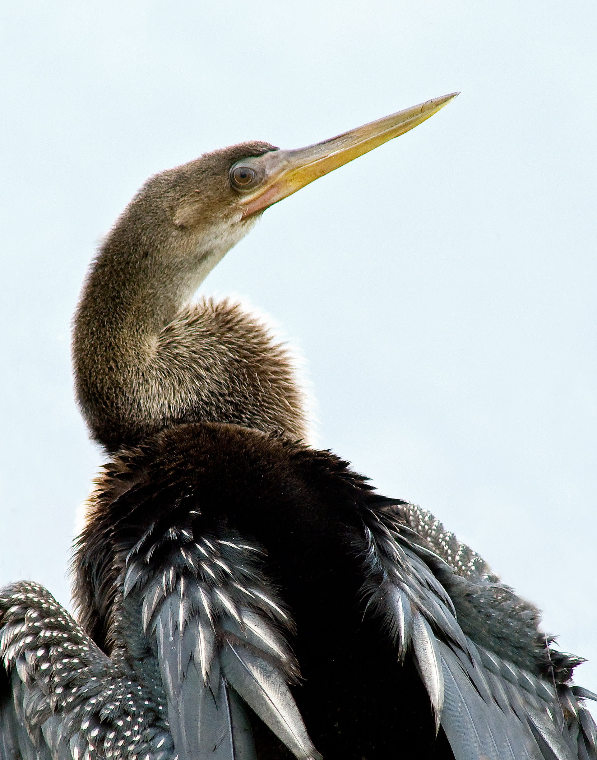 Anihinga (Snake Bird) - Lacassine National Wildlife Refuge, Louisiana
