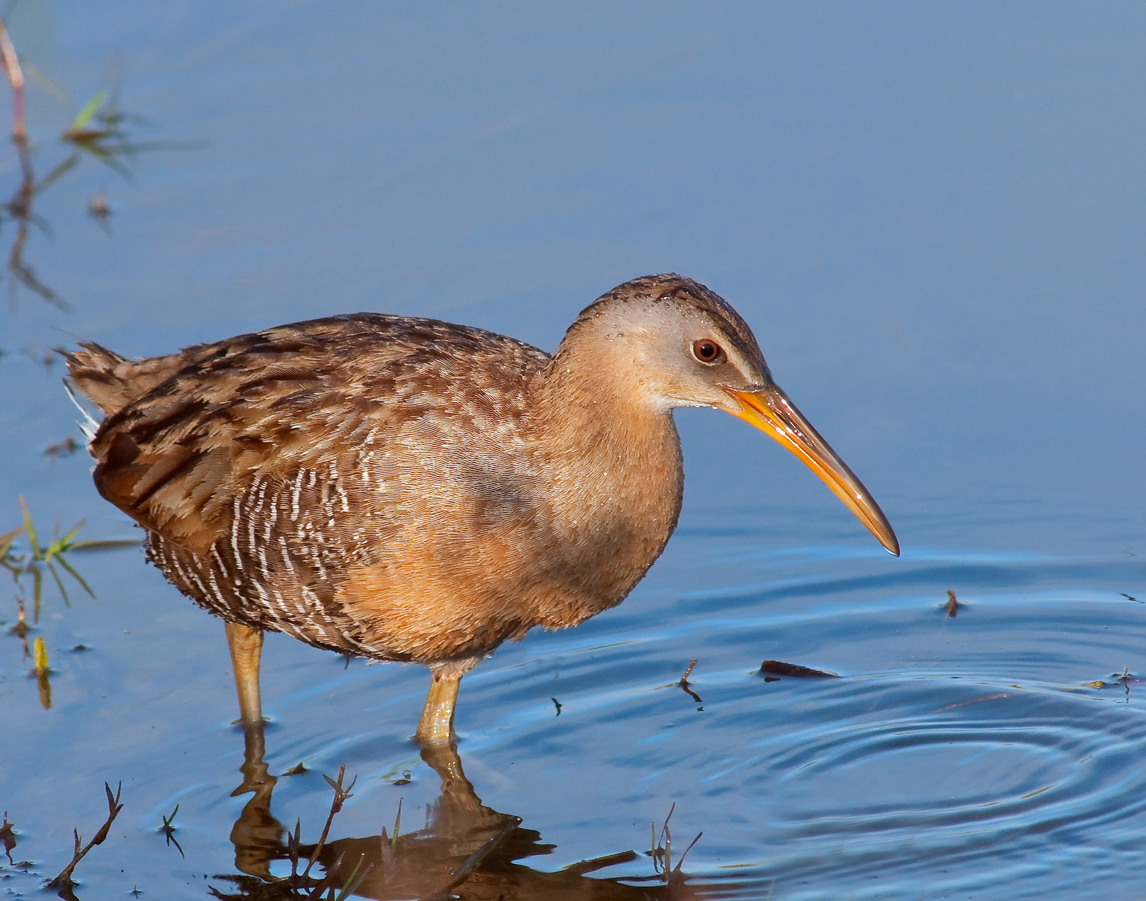 Clapper Rail - Lacassine National Wildlife Refuge, Louisiana