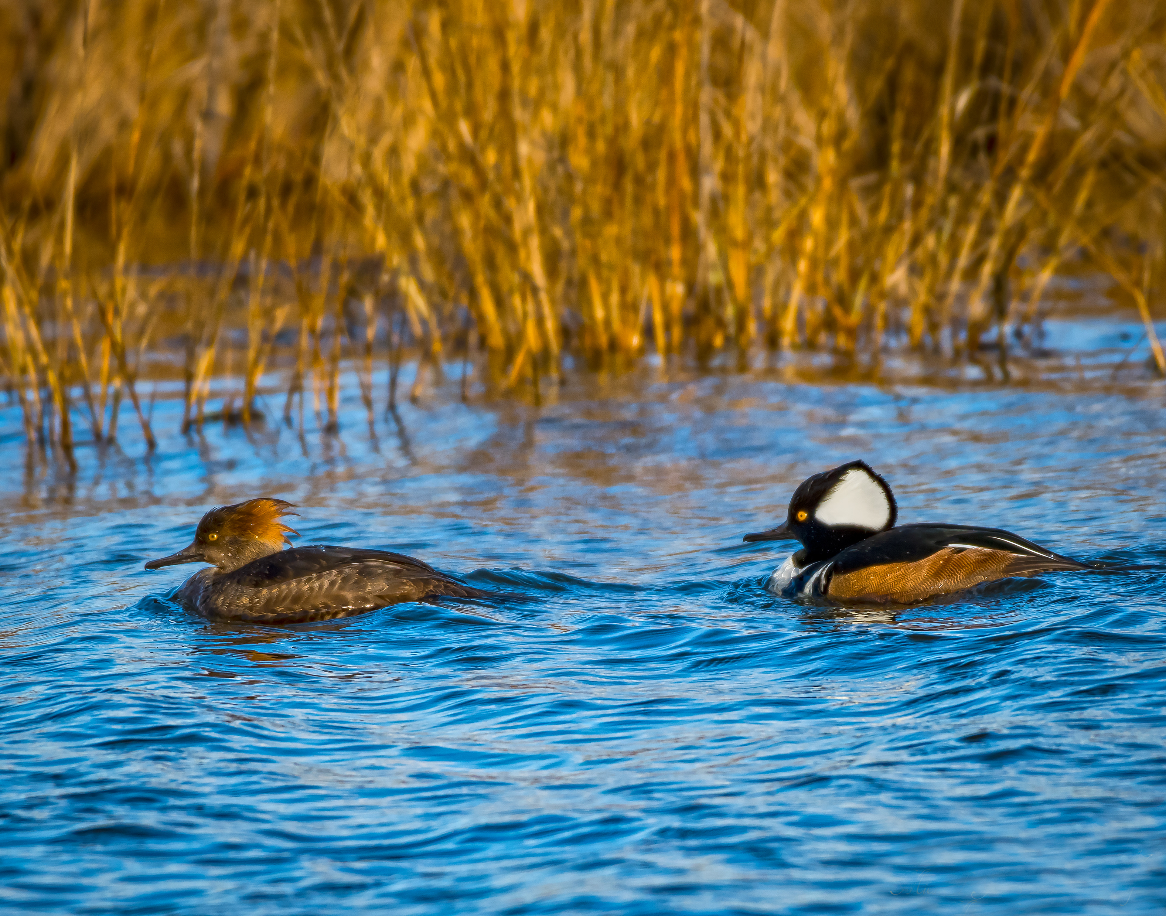 Hooded Merganser Pair - Pea Island National Wildlife Refuge, NC