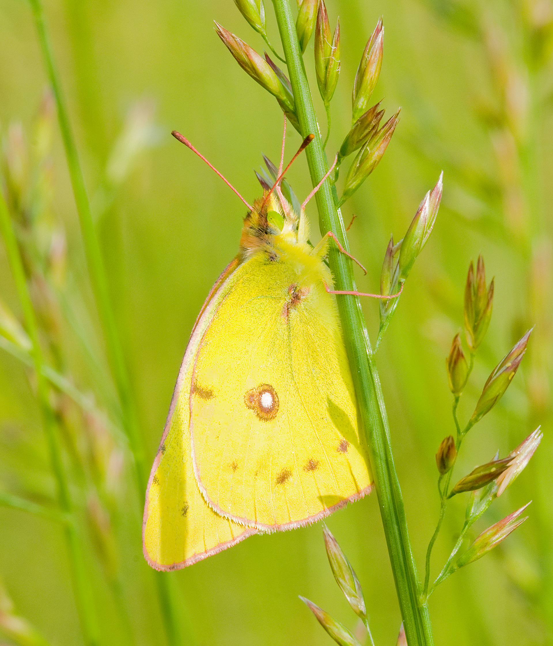Clouded Yellow 2