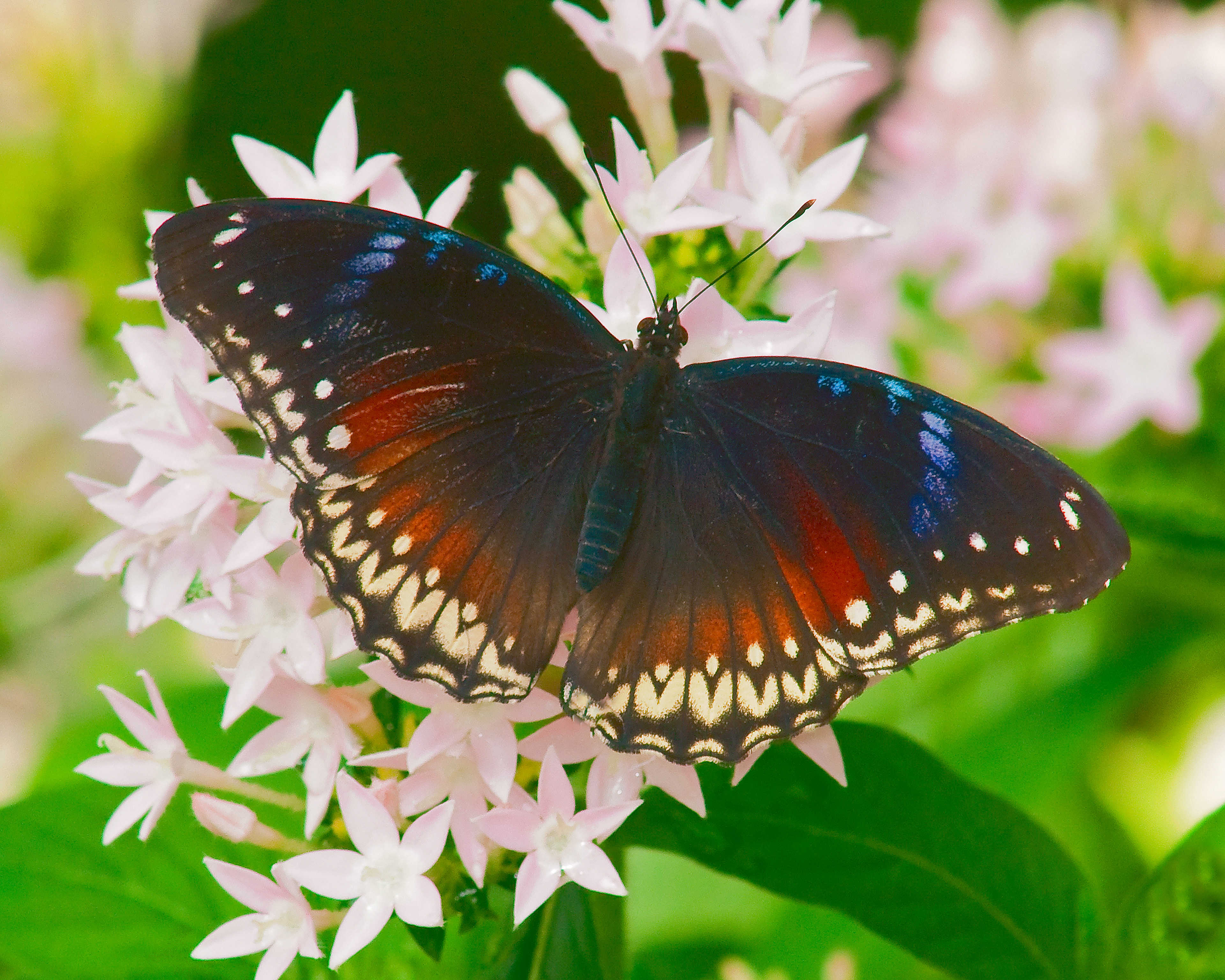 Great Egg Butterfly (Female)