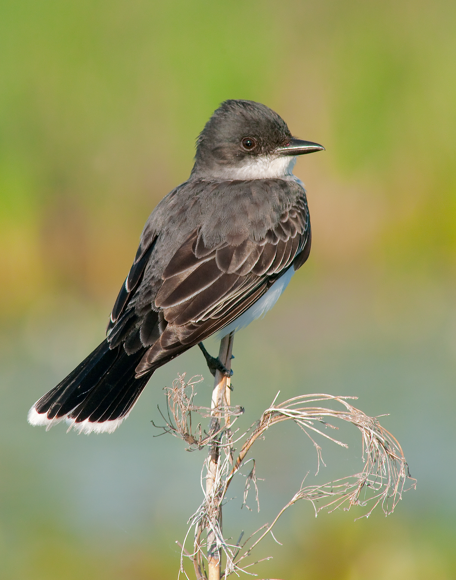 Eastern Kingbird - Lacassine National Wildlife Refuge, Louisiana