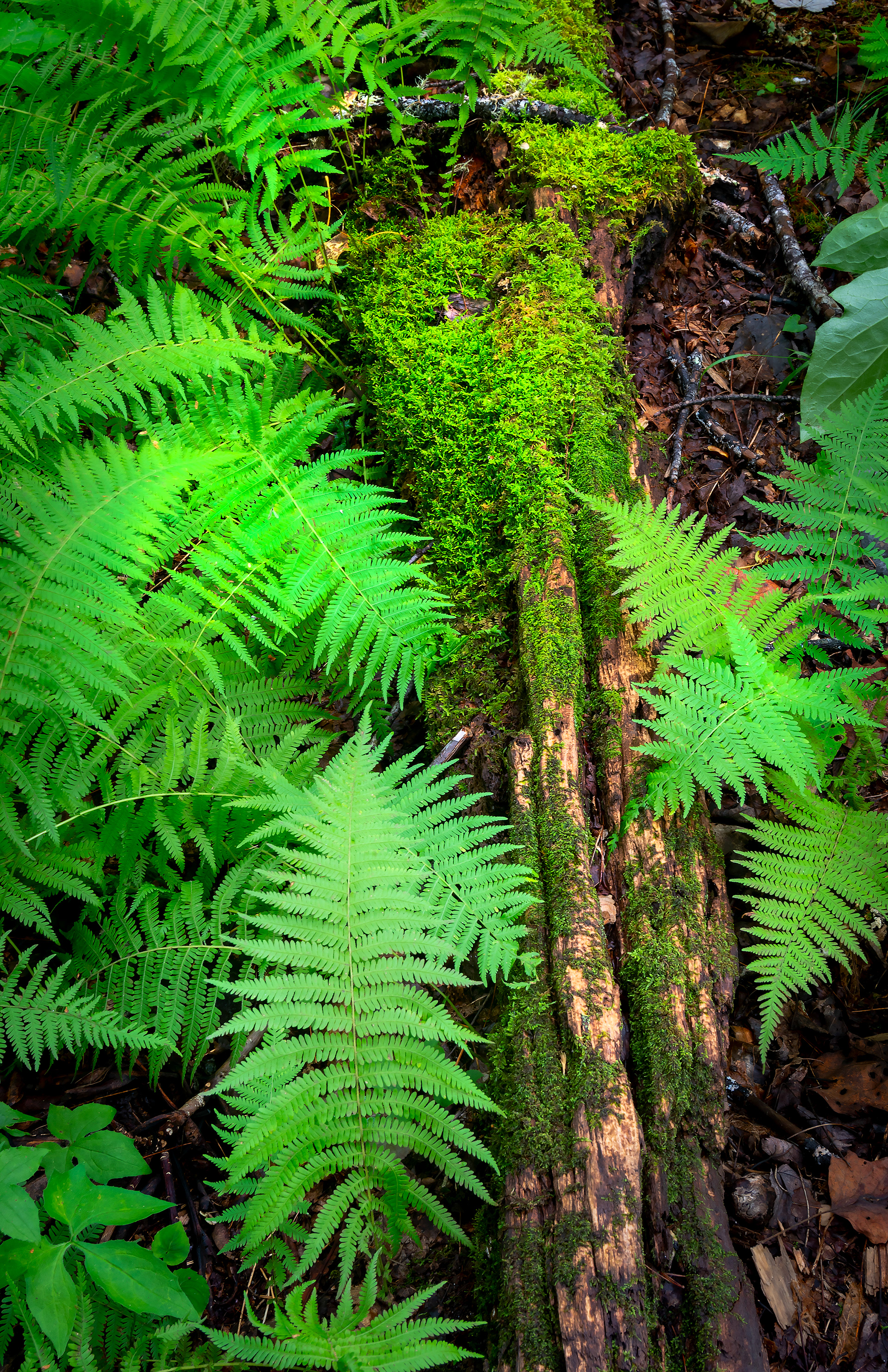 Fern Composition - Pisgah National Forest, NC