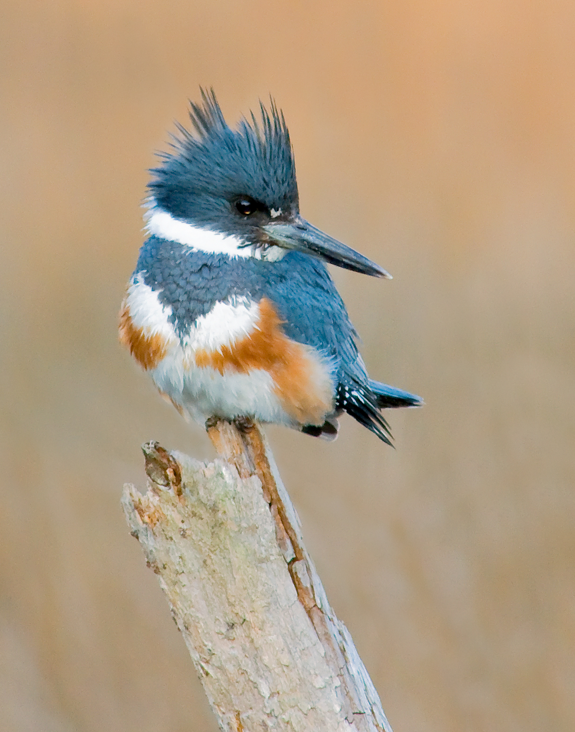 Female Belted Kingfisher - Brunswick County, NC