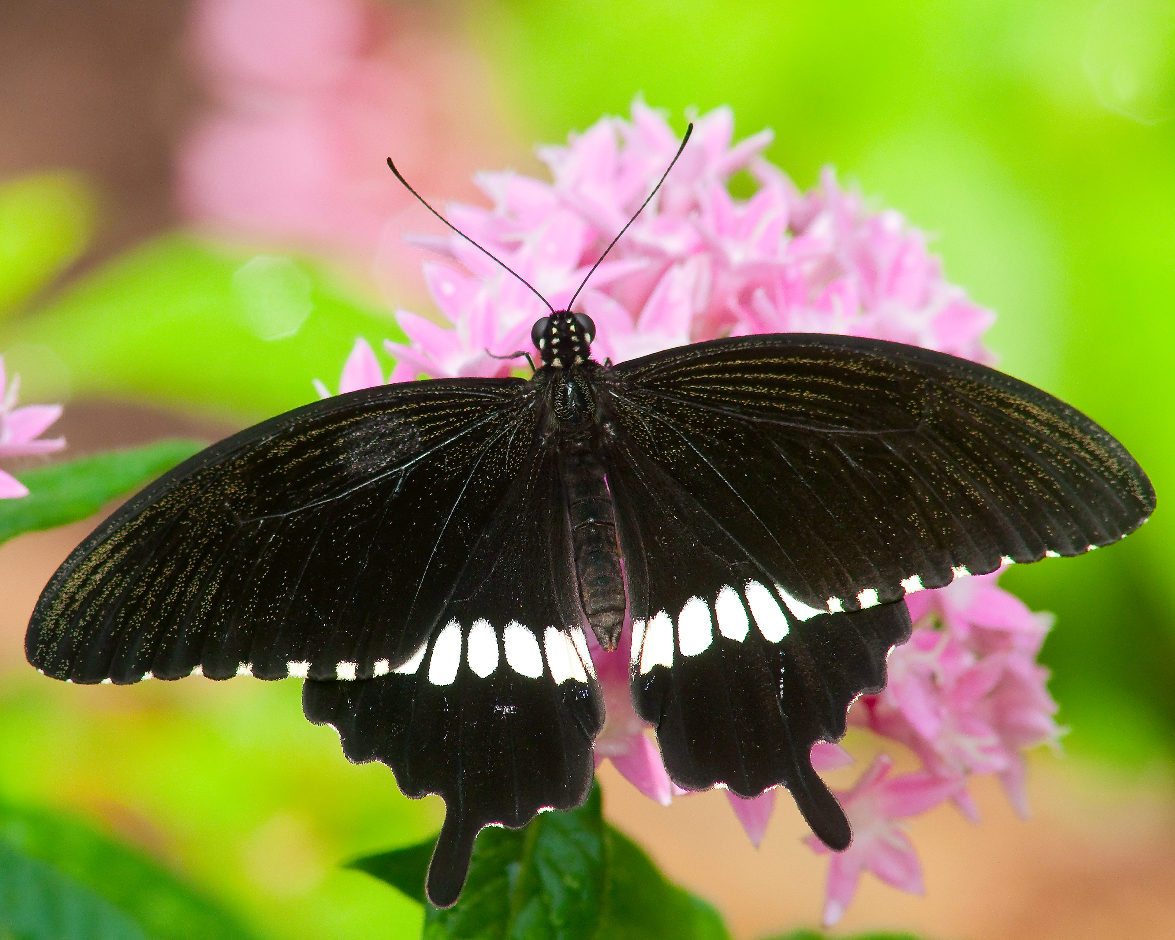 Common Mormon