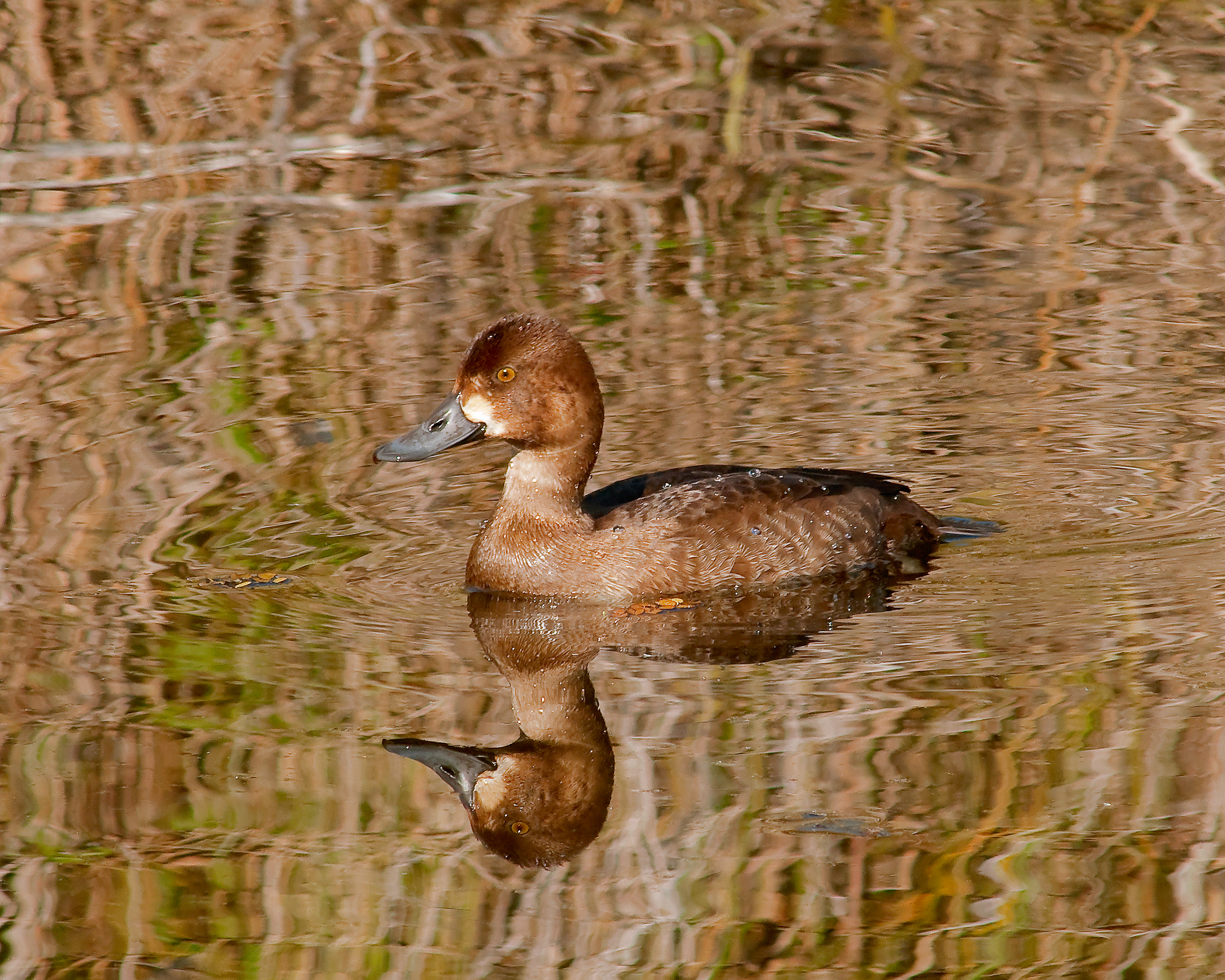 Female Greater Scaup - Lacassine National Wildlife Refuge, Louisiana