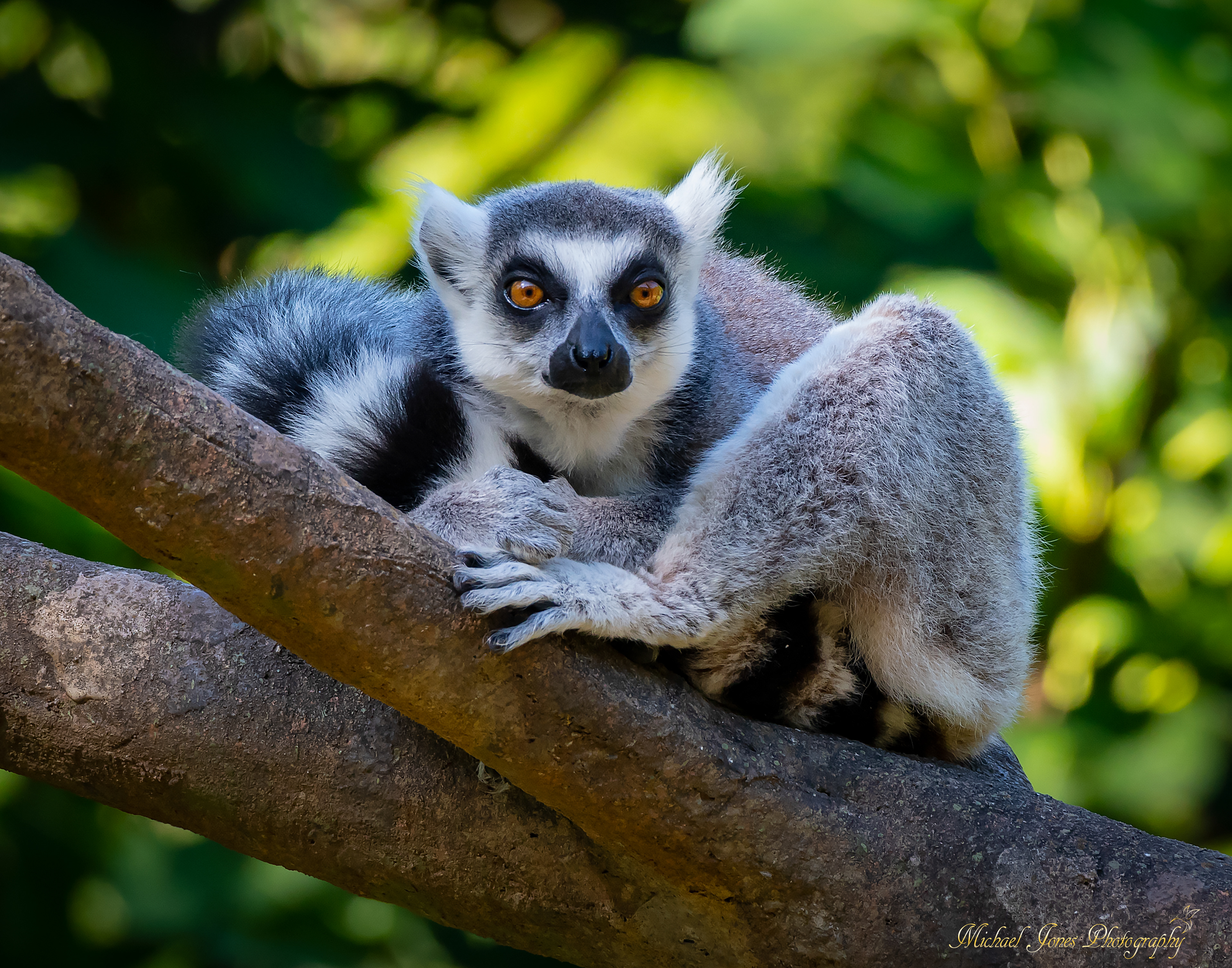 Lemur Portrait 2