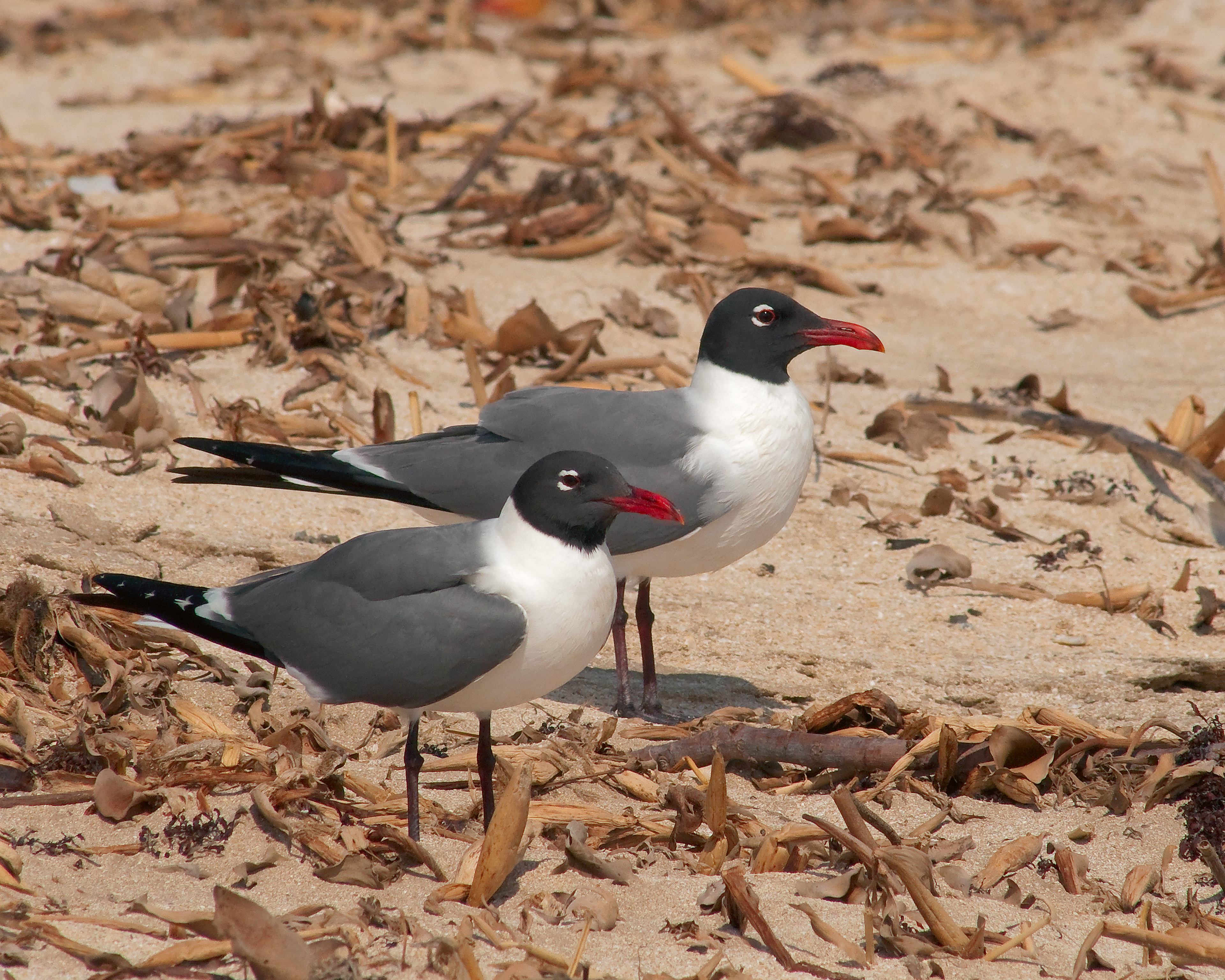 Laughing Gulls - Rutherford Beach, Louisiana
