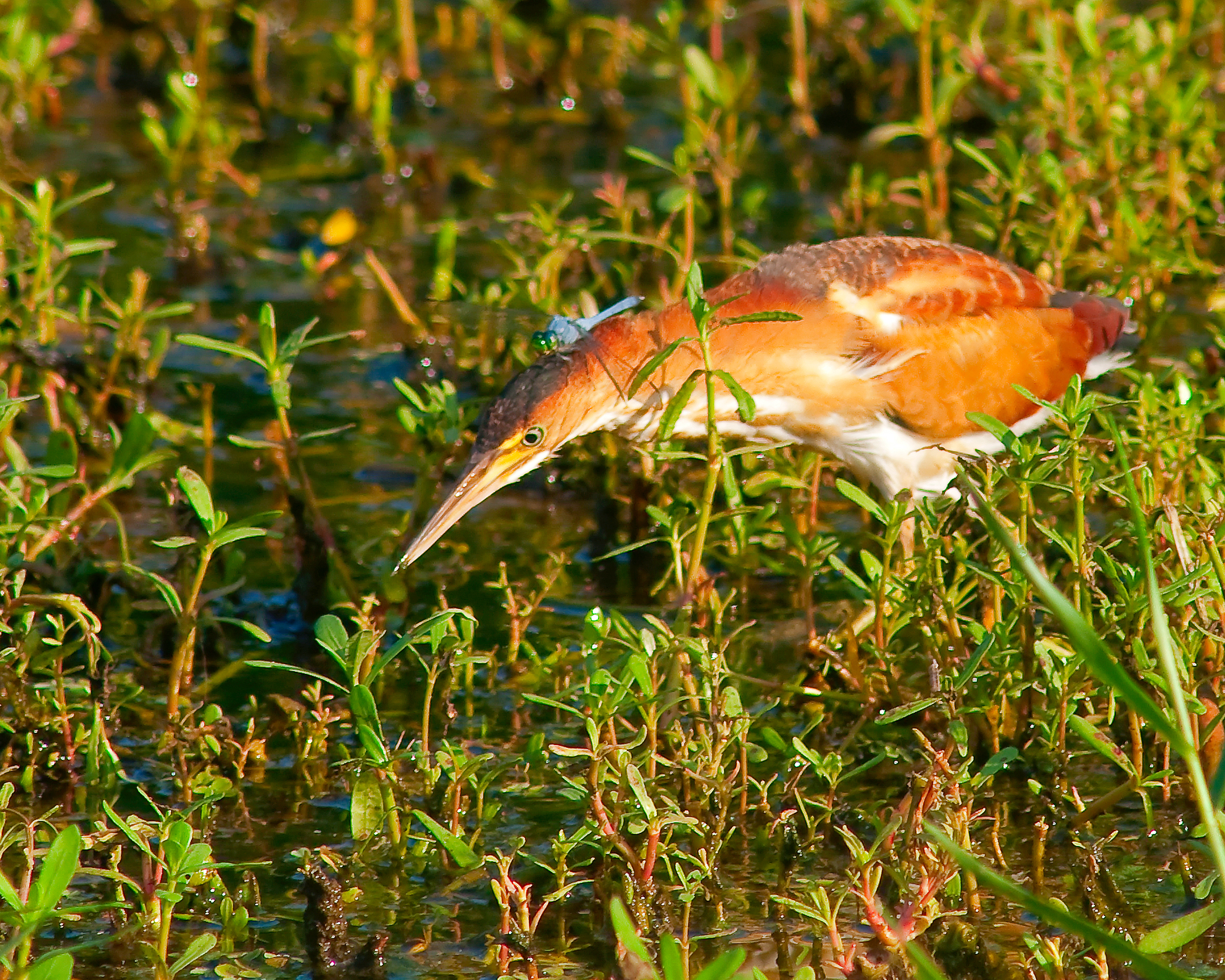 Least Bittern and Dragonfly - Lacassine National Wildlife Refuge, Louisiana