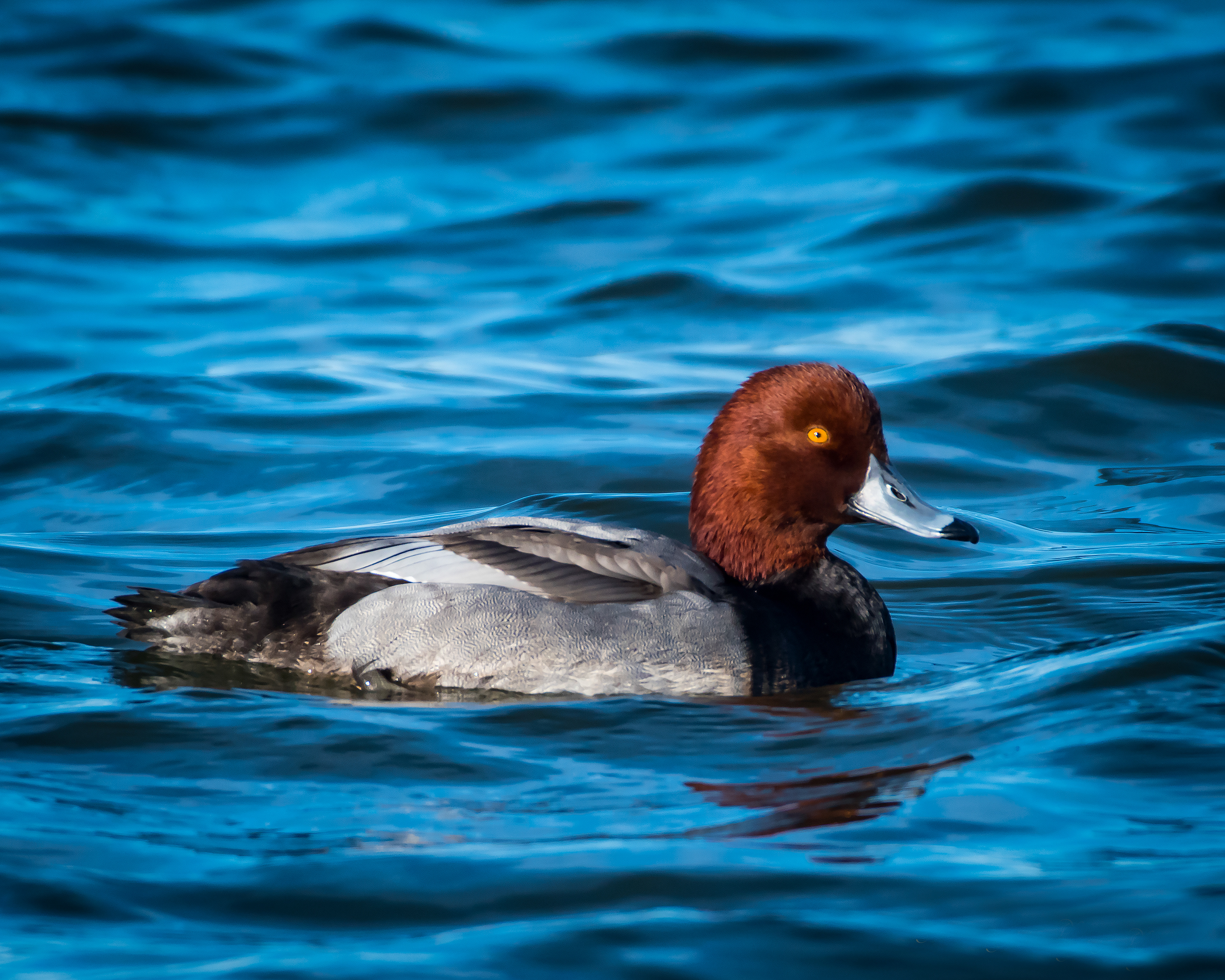 Male Redhead Duck - Pea Island National Wildlife Refuge, NC