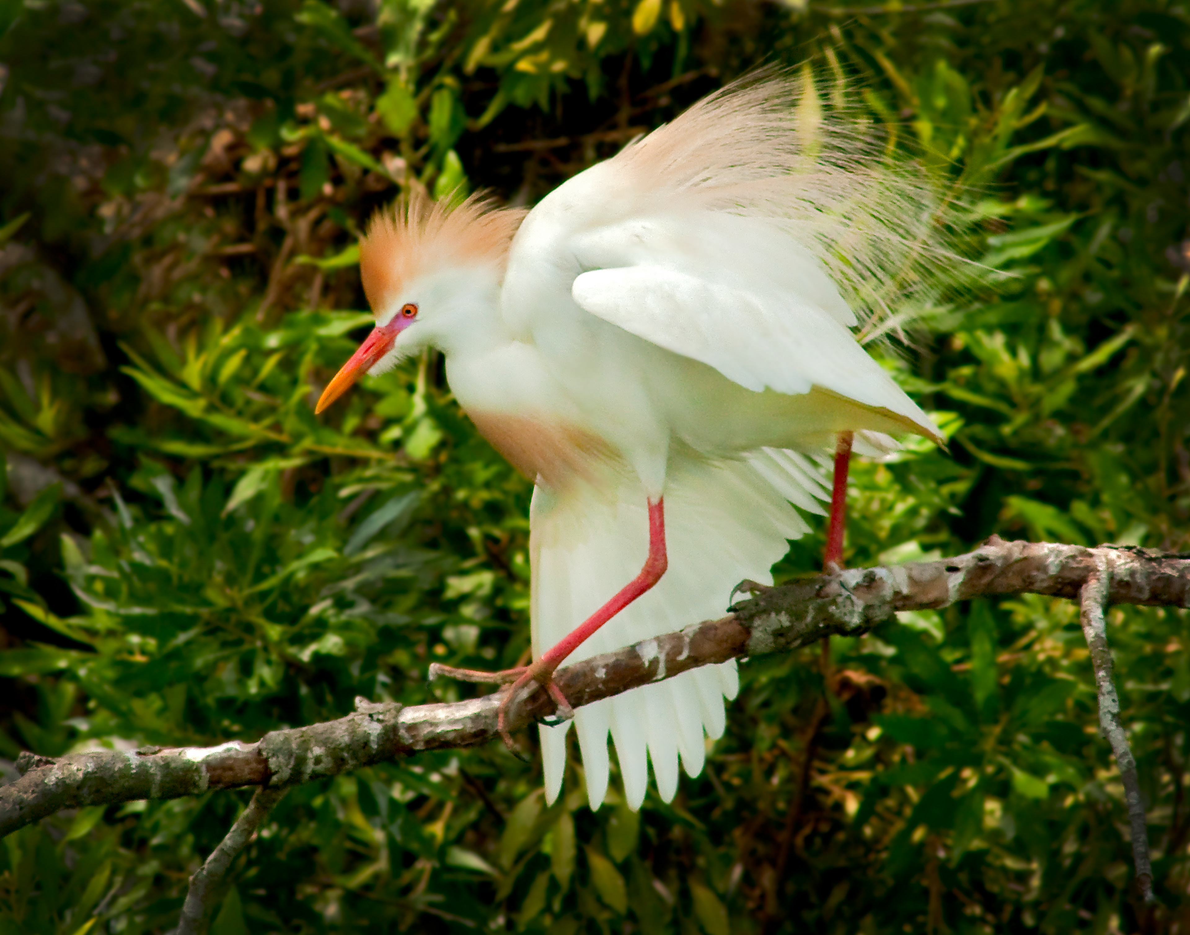 Cattle Egret Mating Display - Jefferson Island, Louisiana