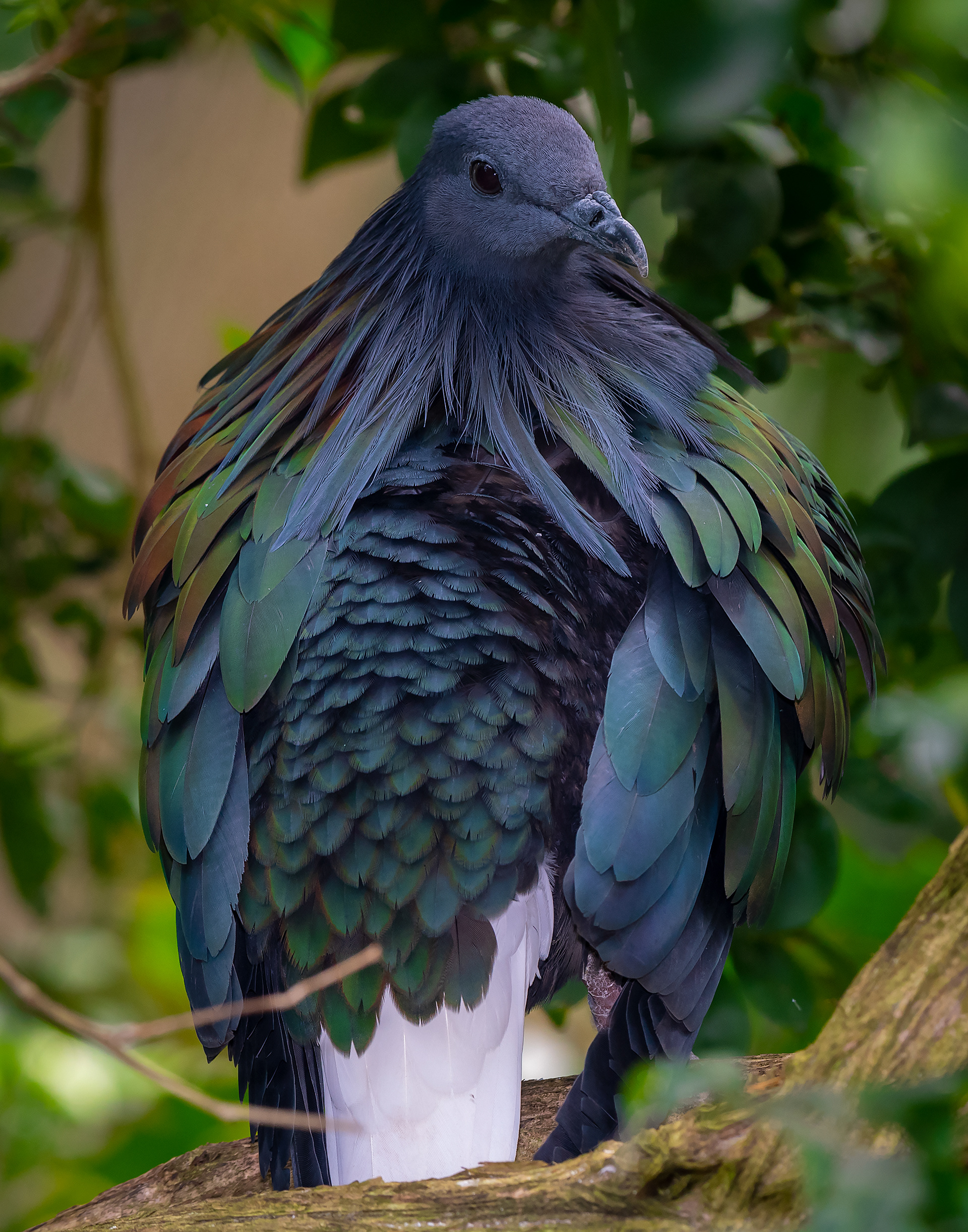 Nicobar Pidgeon (India)