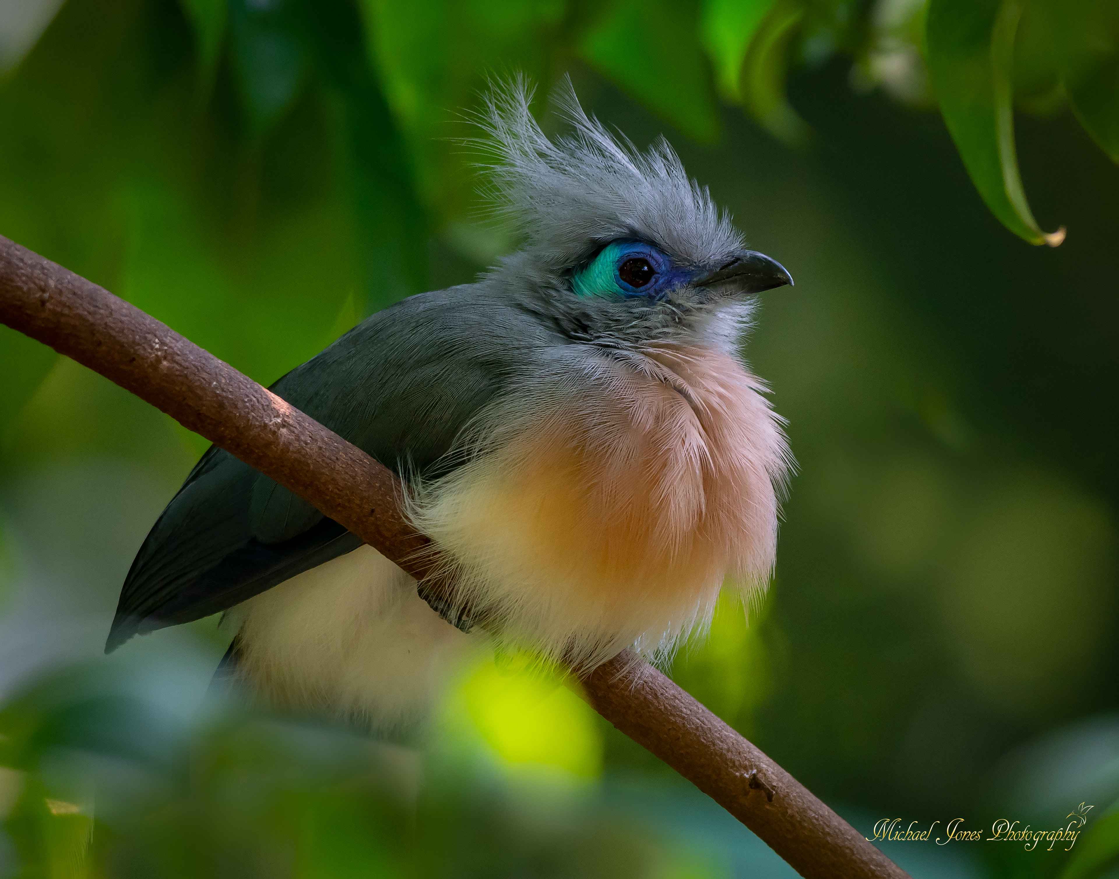 Blue-napped Mousebird 2 (East Africa)