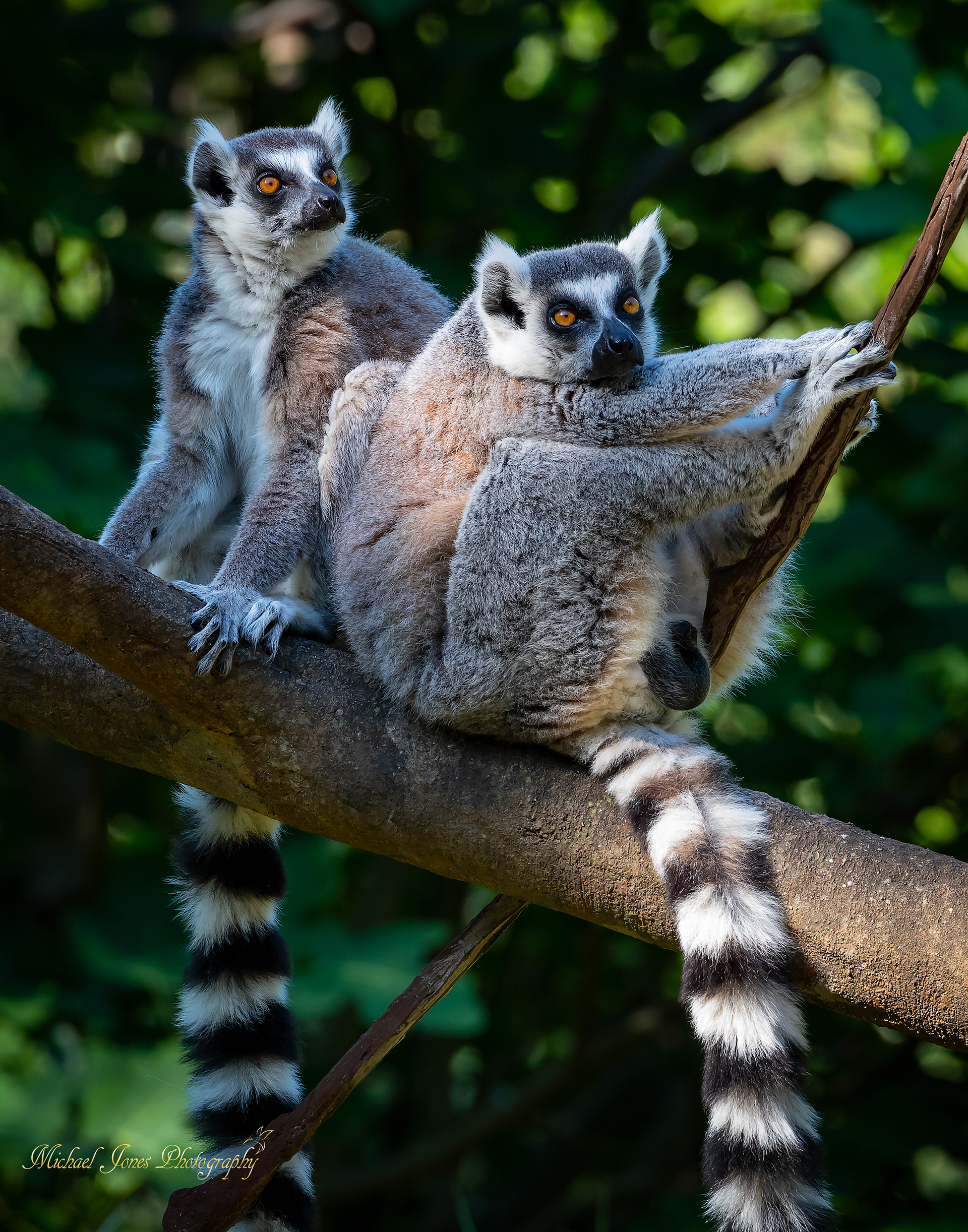 Lemur Pair Portrait