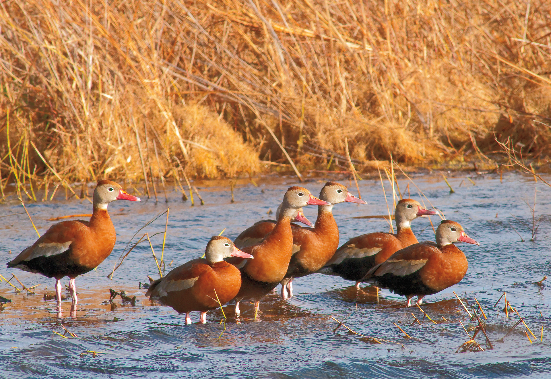 Black-bellied Whistling Ducks - Lacassine National Wildlife Refuge, Louisiana