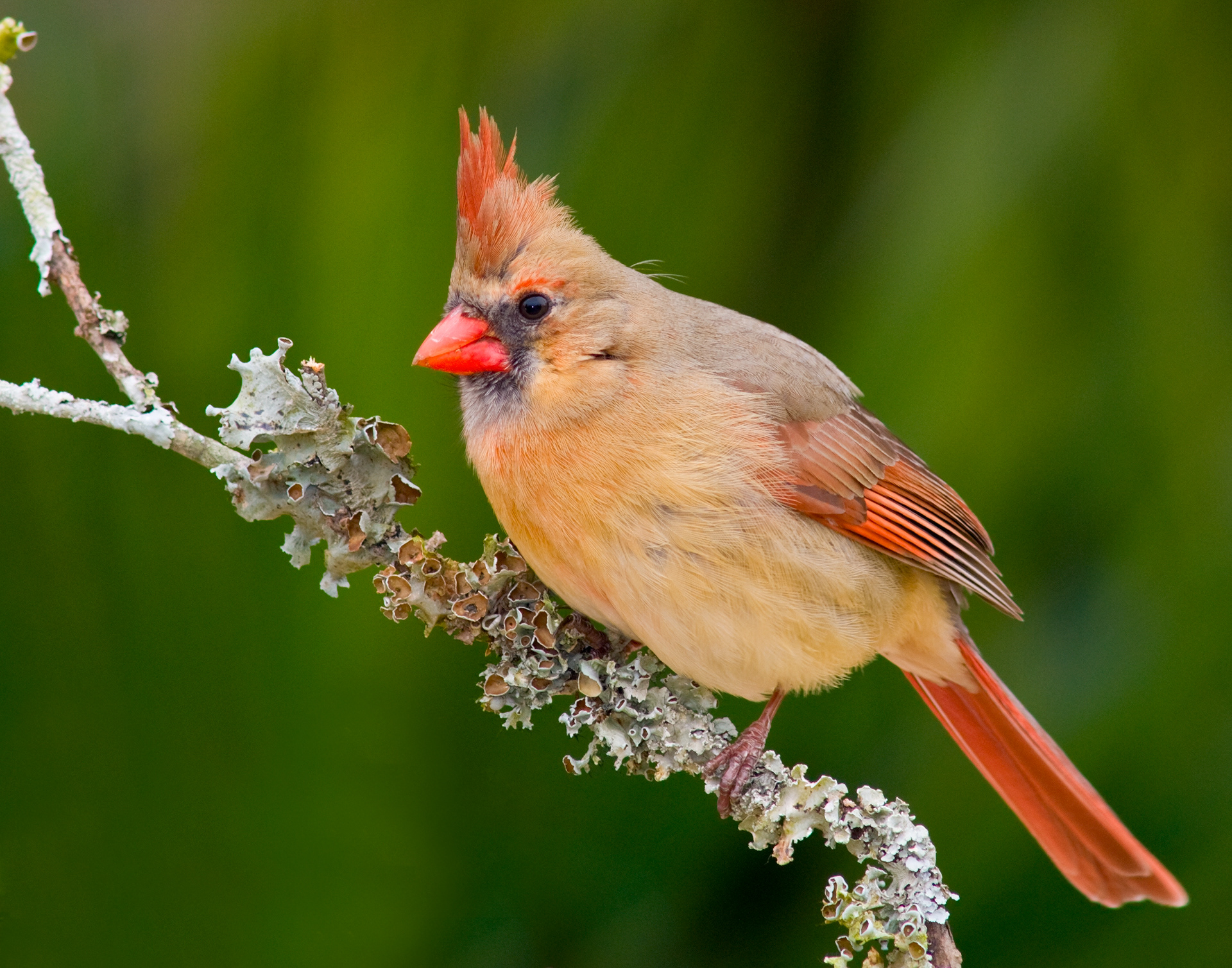 Female Northern Cardinal 2 - Polk County, Georgia