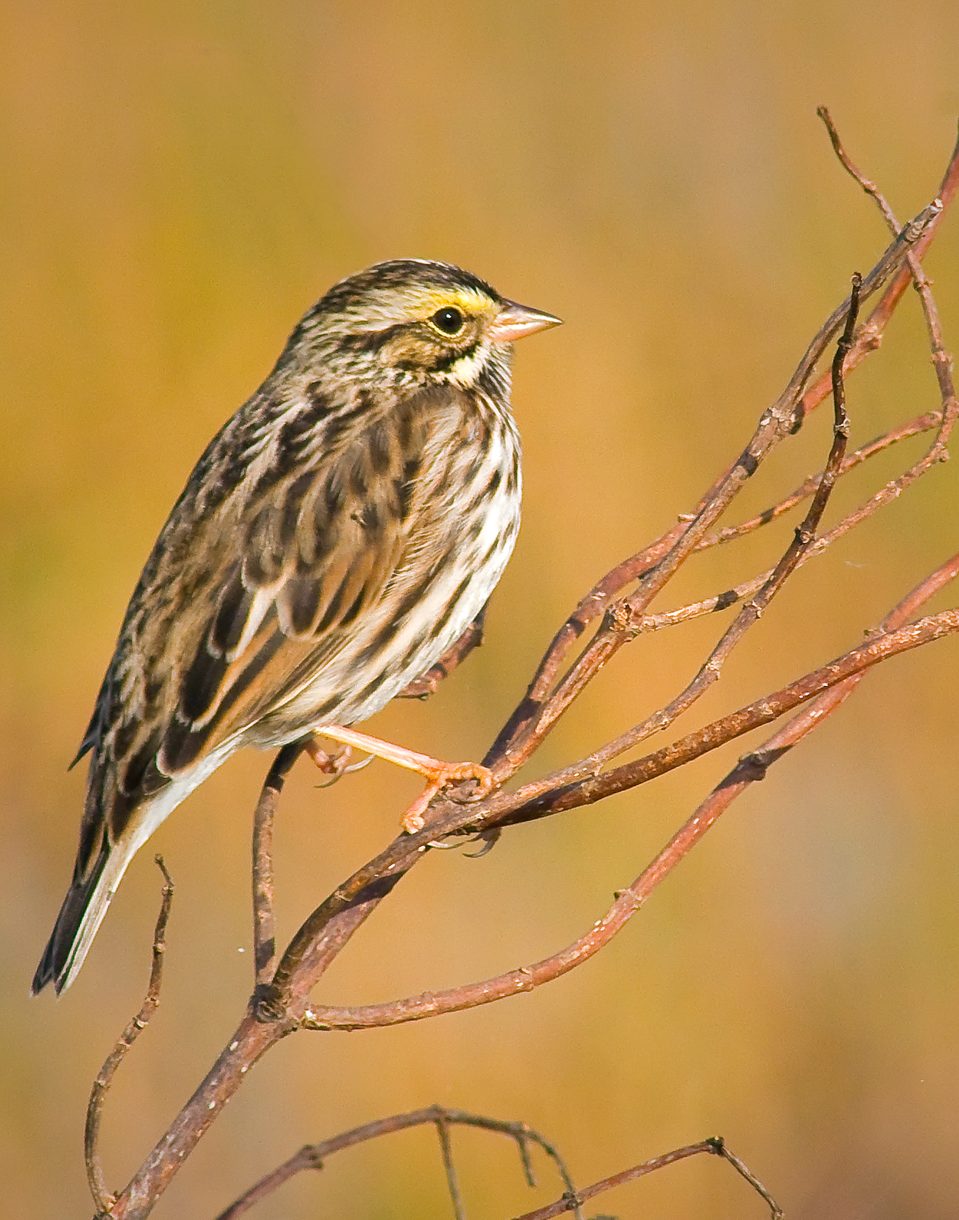 White-throated Sparrow - Lacassine National Wildlife Refuge, Louisiana