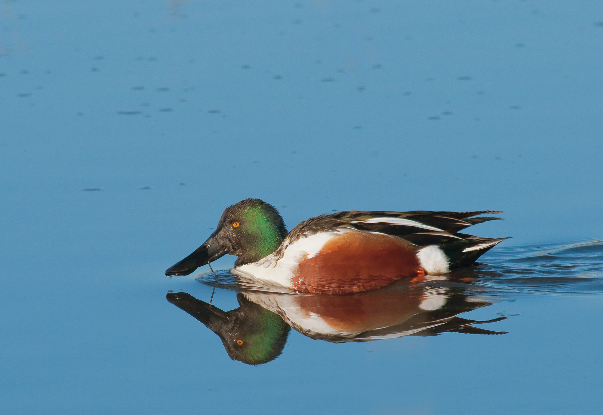 Male Northern Shoveler - Lacassine National Wildlife Refuge, Louisiana