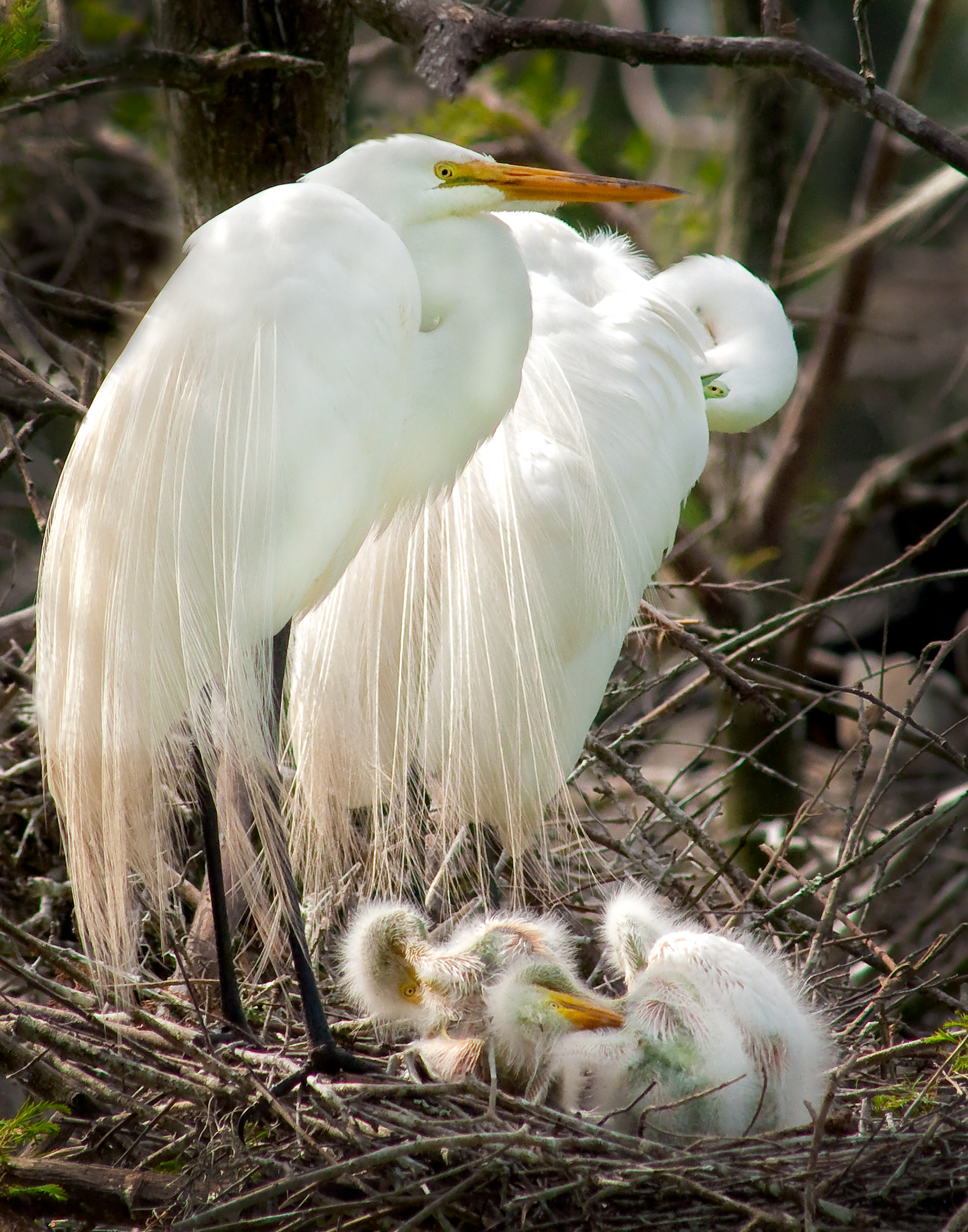 Great Egrets and Chicks - Shangri-La Gardens, Texas
