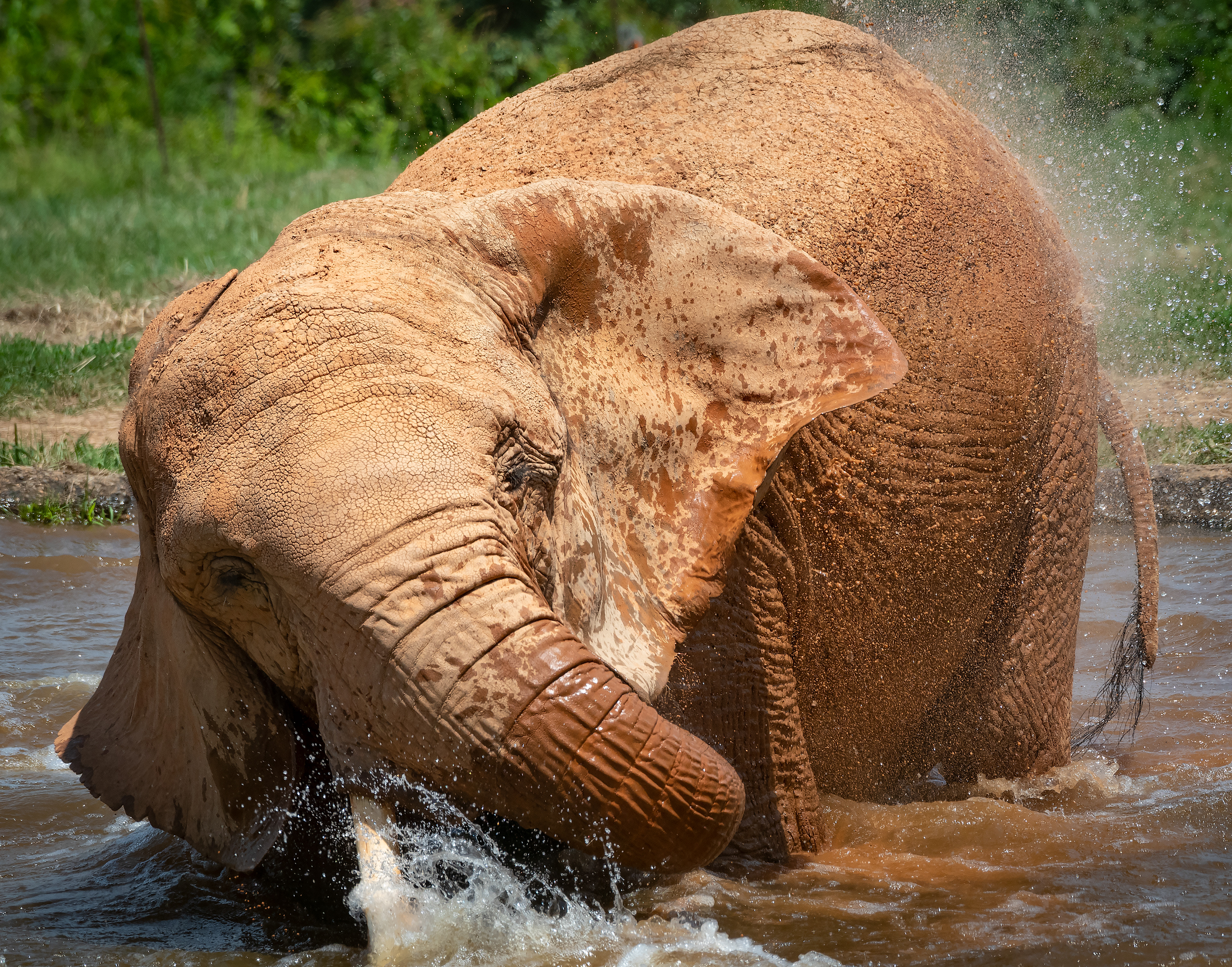 Elephant Bathing Portrait