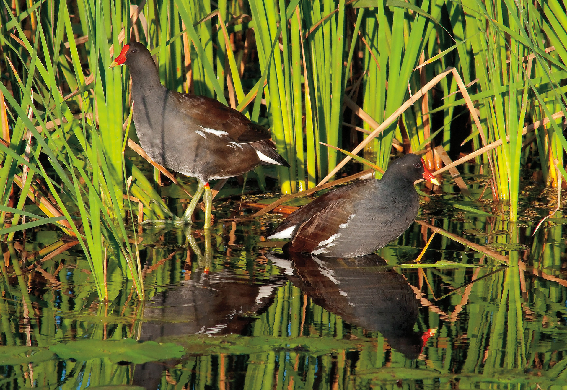 Common Moorhen Pair - Lacassine National Wildlife Refuge, Louisiana