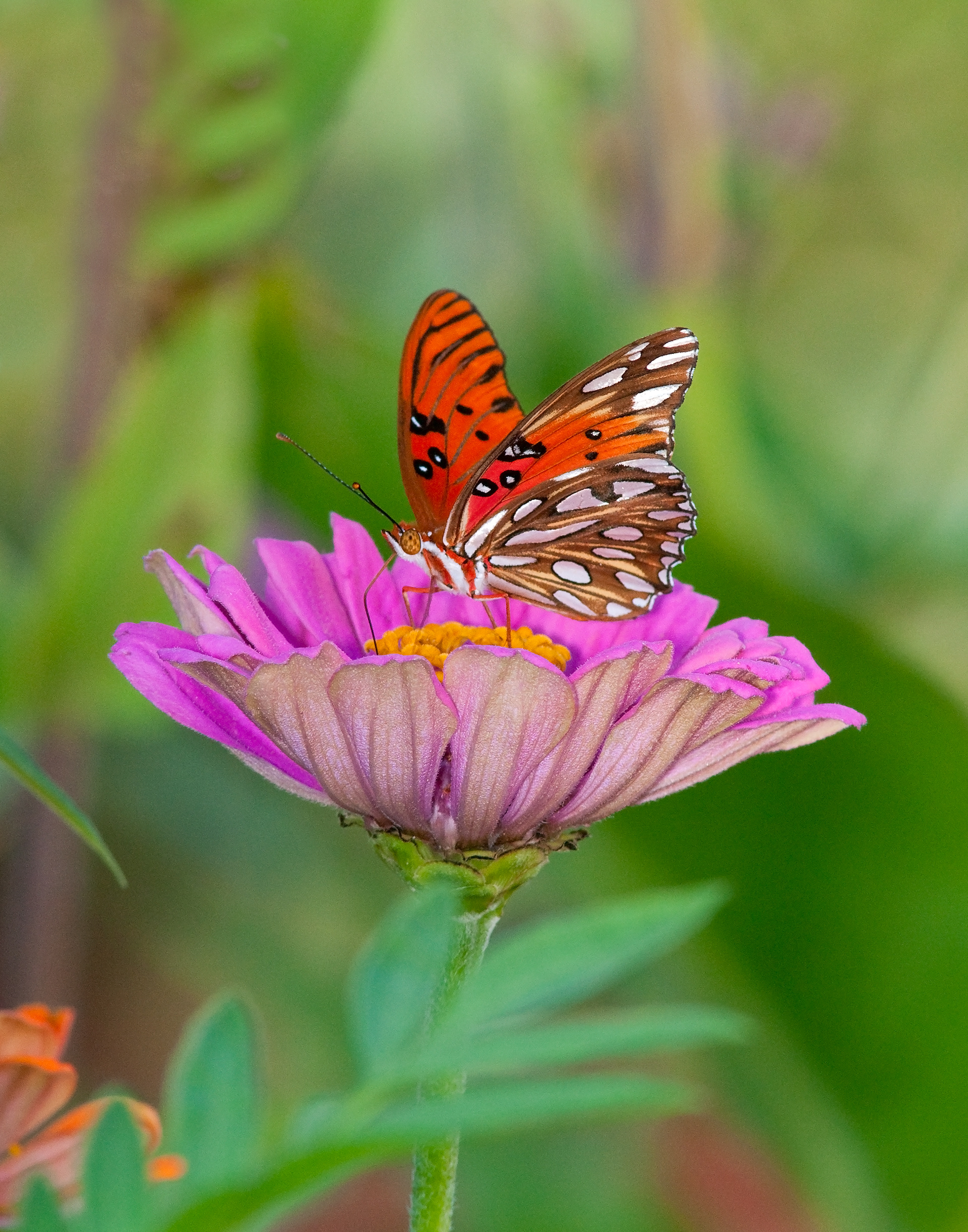 Gulf Fritillary 1