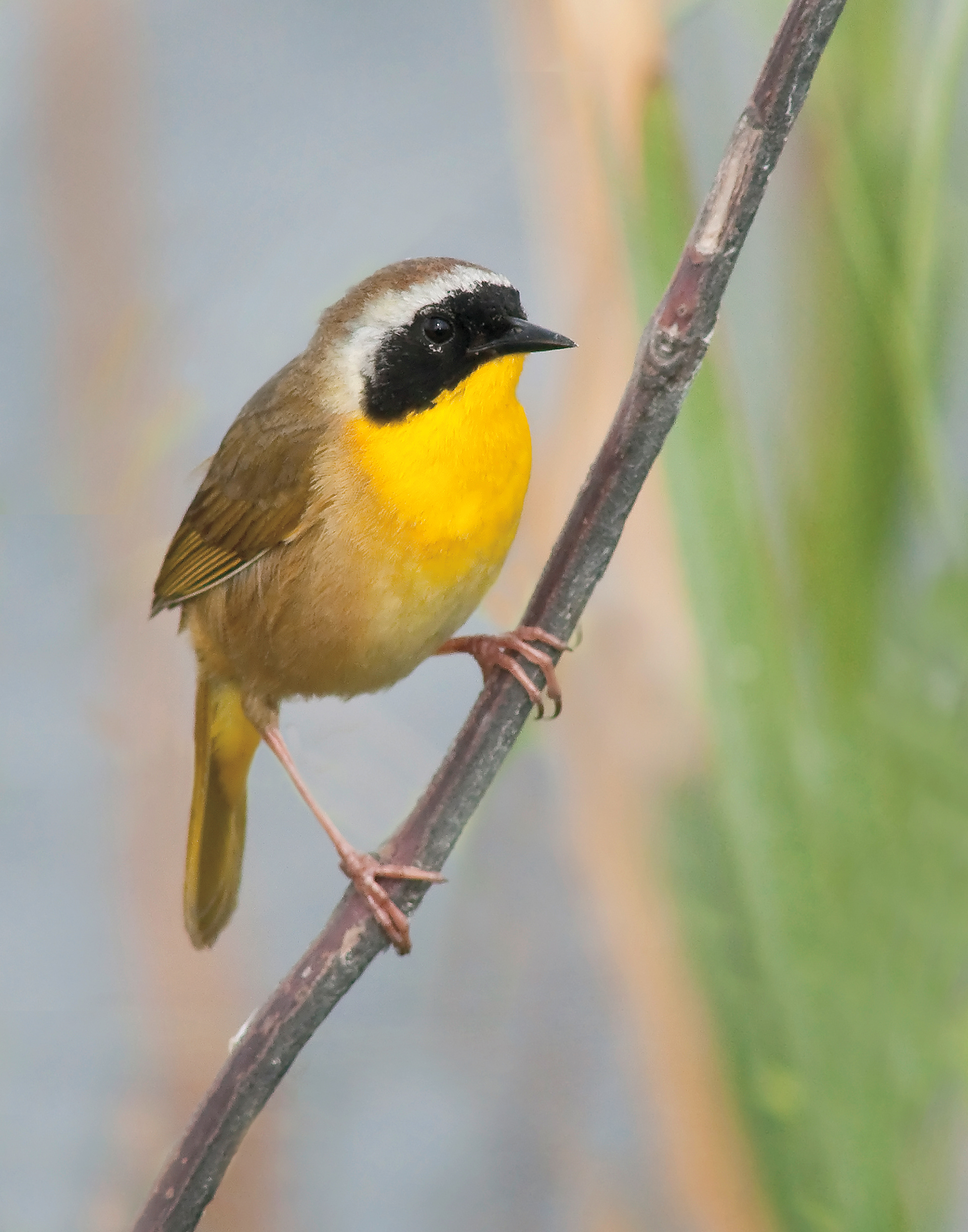 Common Yellow-throat - Lacassine National Wildlife Refuge, Louisiana