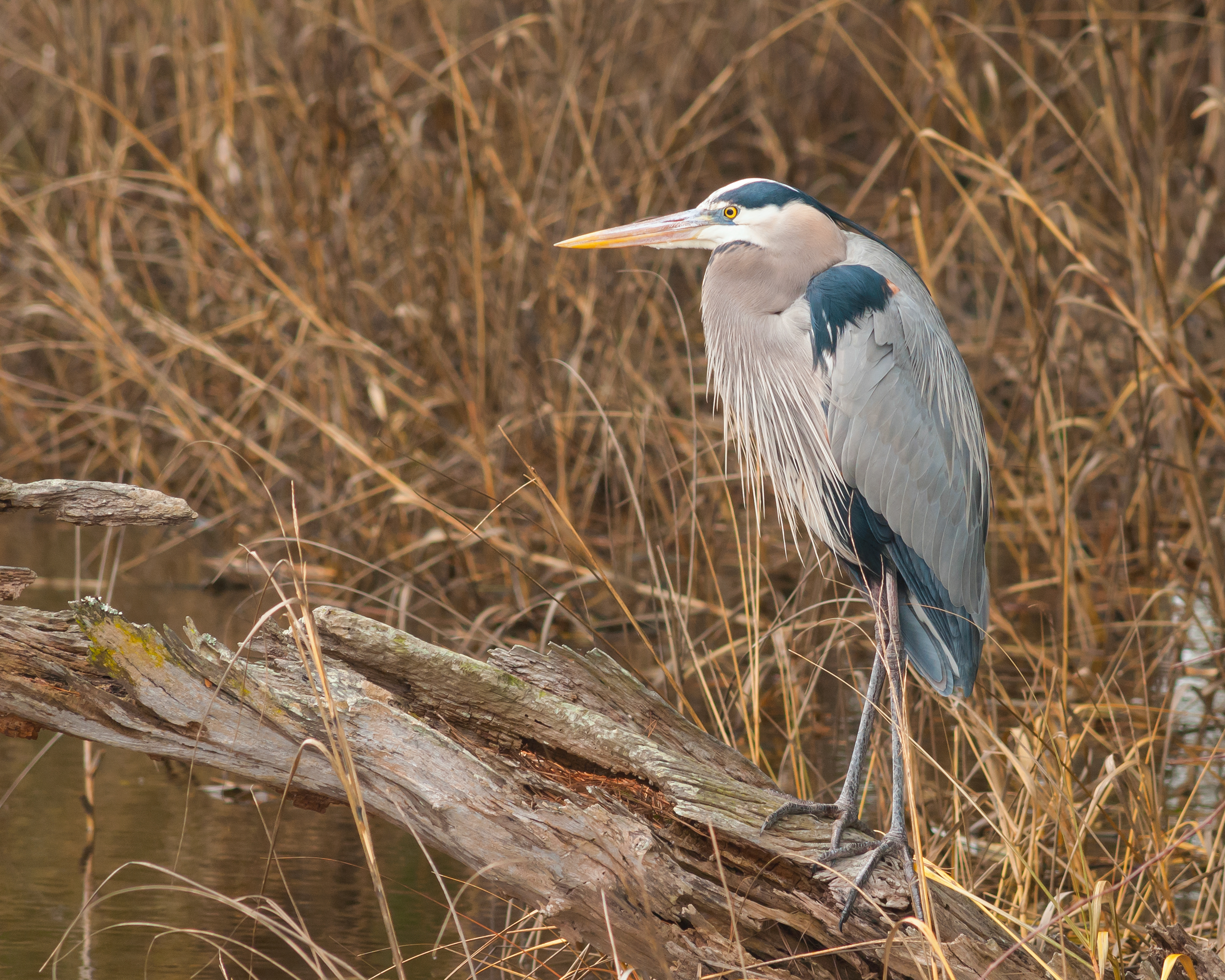 Blue Heron - Brunswick County, NC