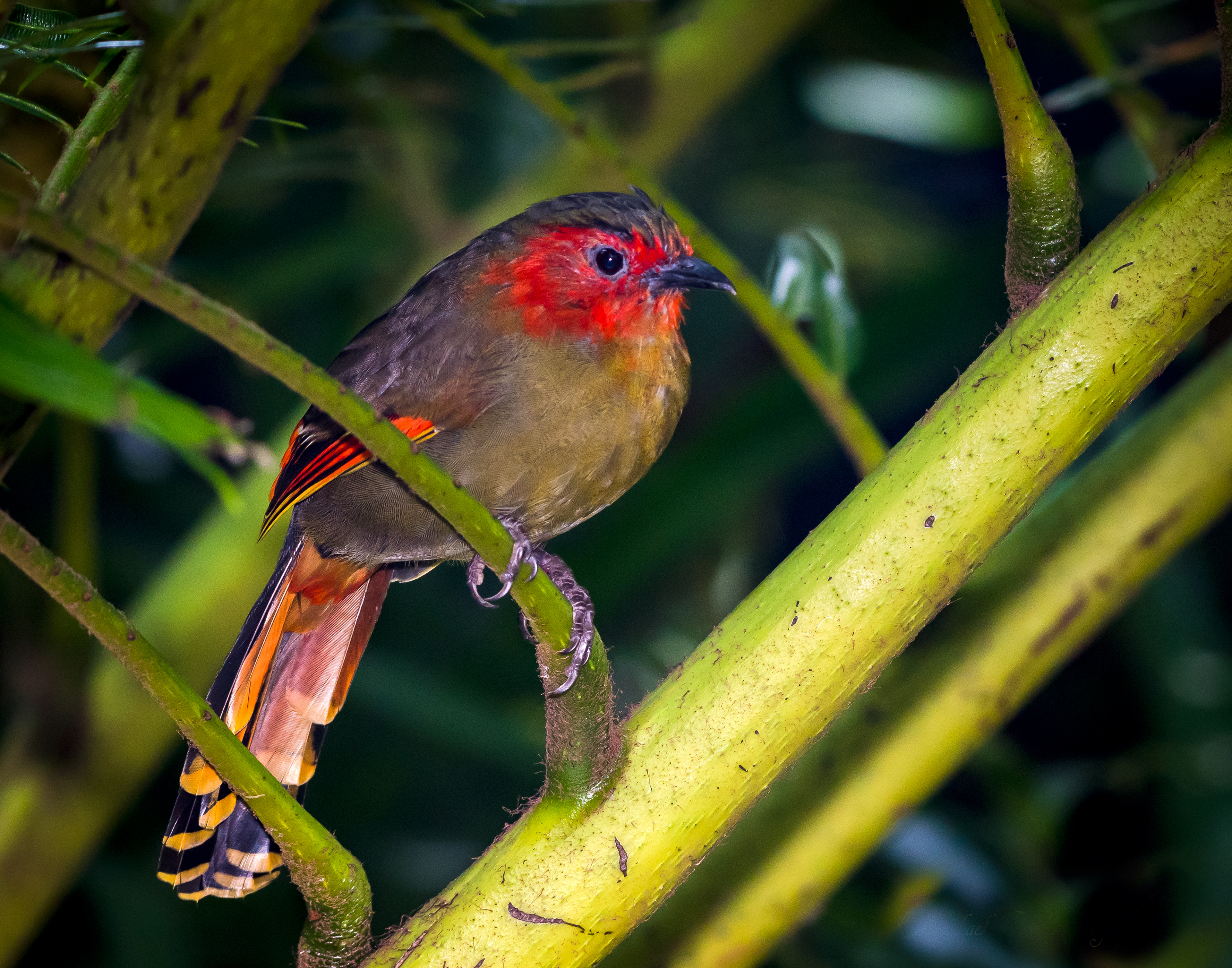 Scarlet Faced Liocichla (Thailand)