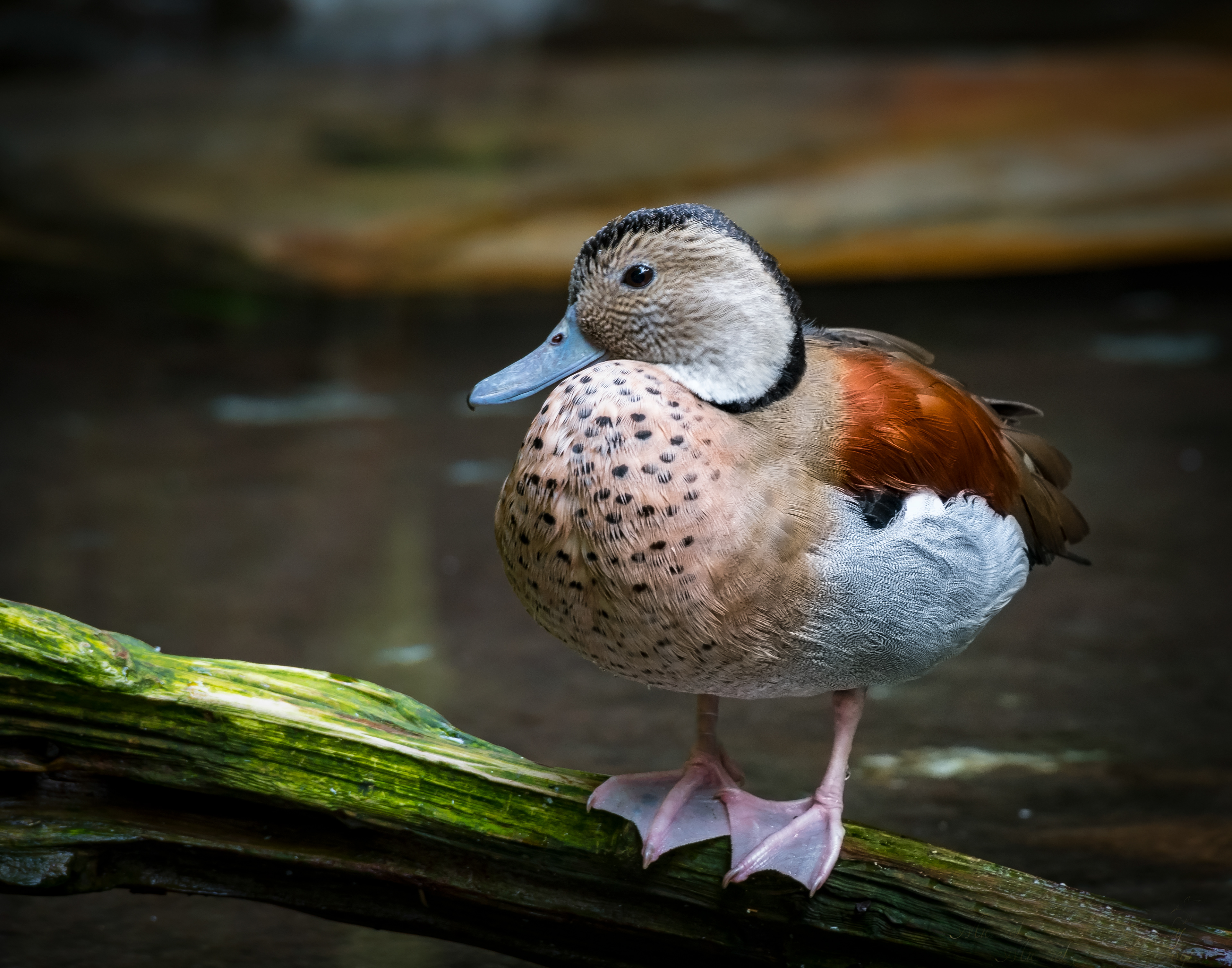 Ringed Teal (South America)