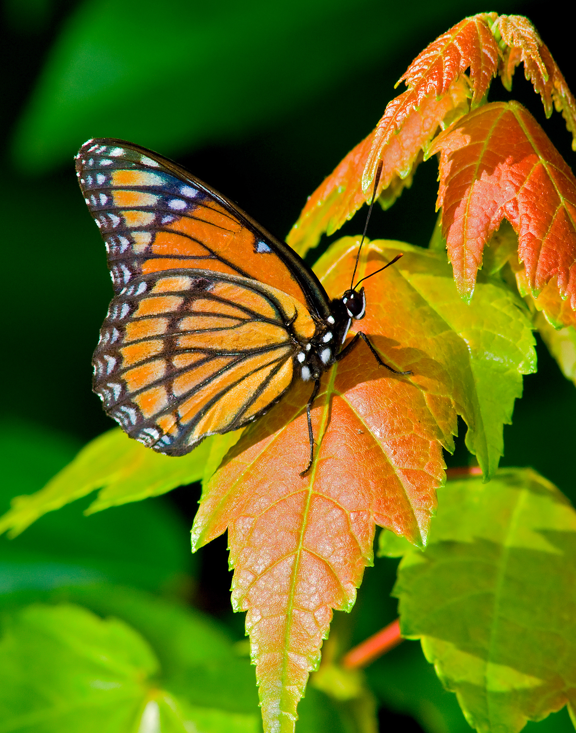 Viceroy