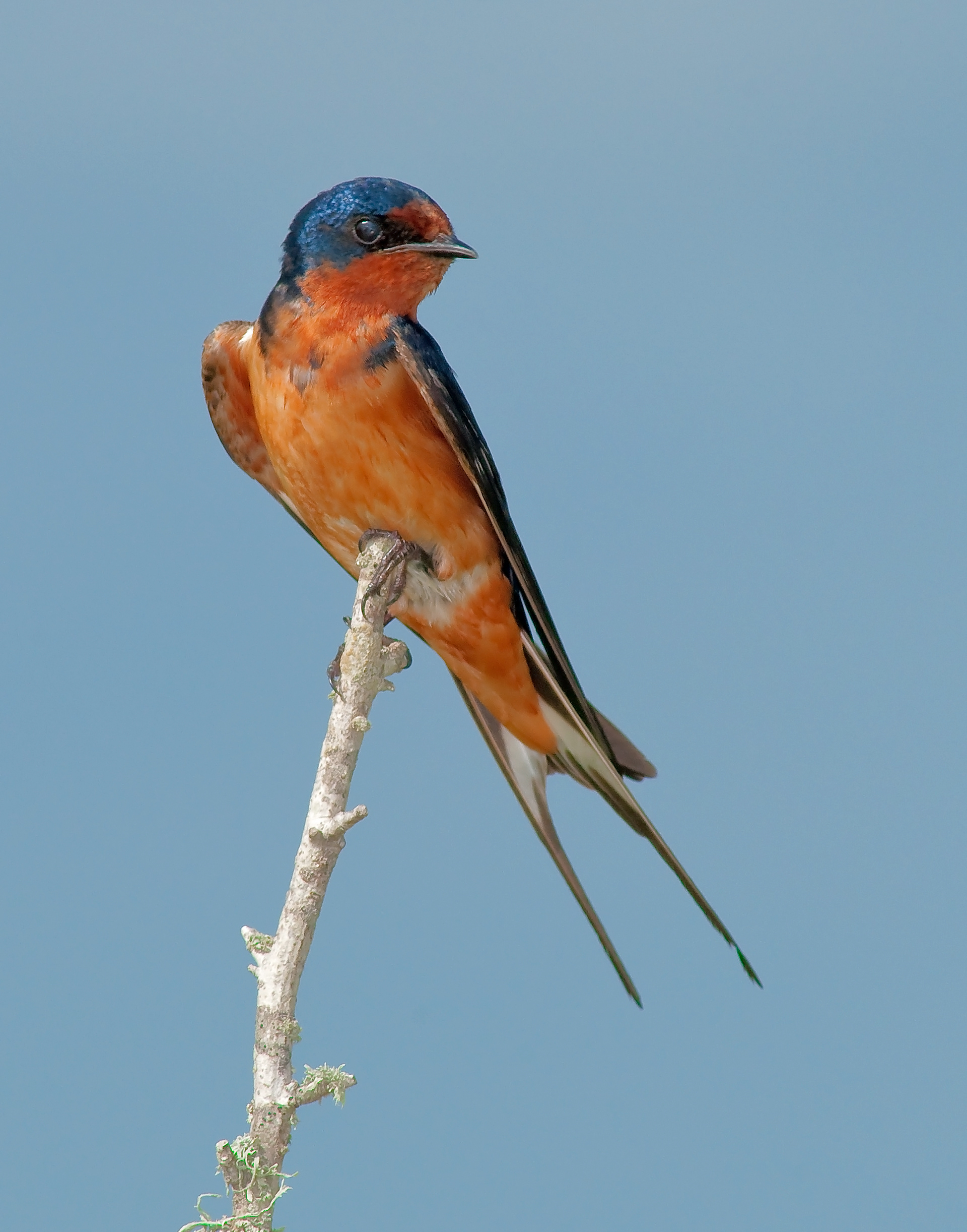 Barn Swallow - Lacassine National Wildlife Refuge, Louisiana