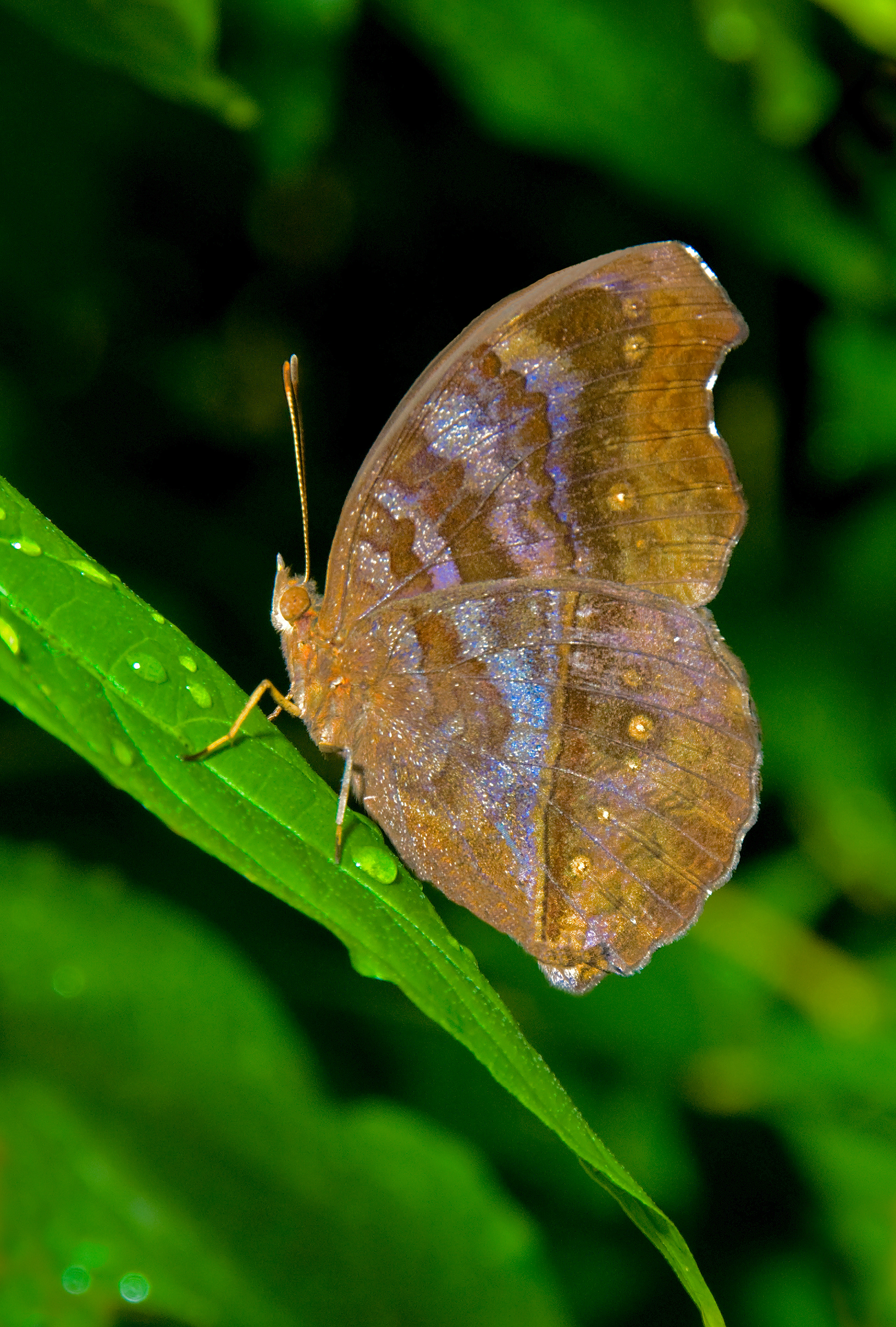 Autumn Leaf Butterfly