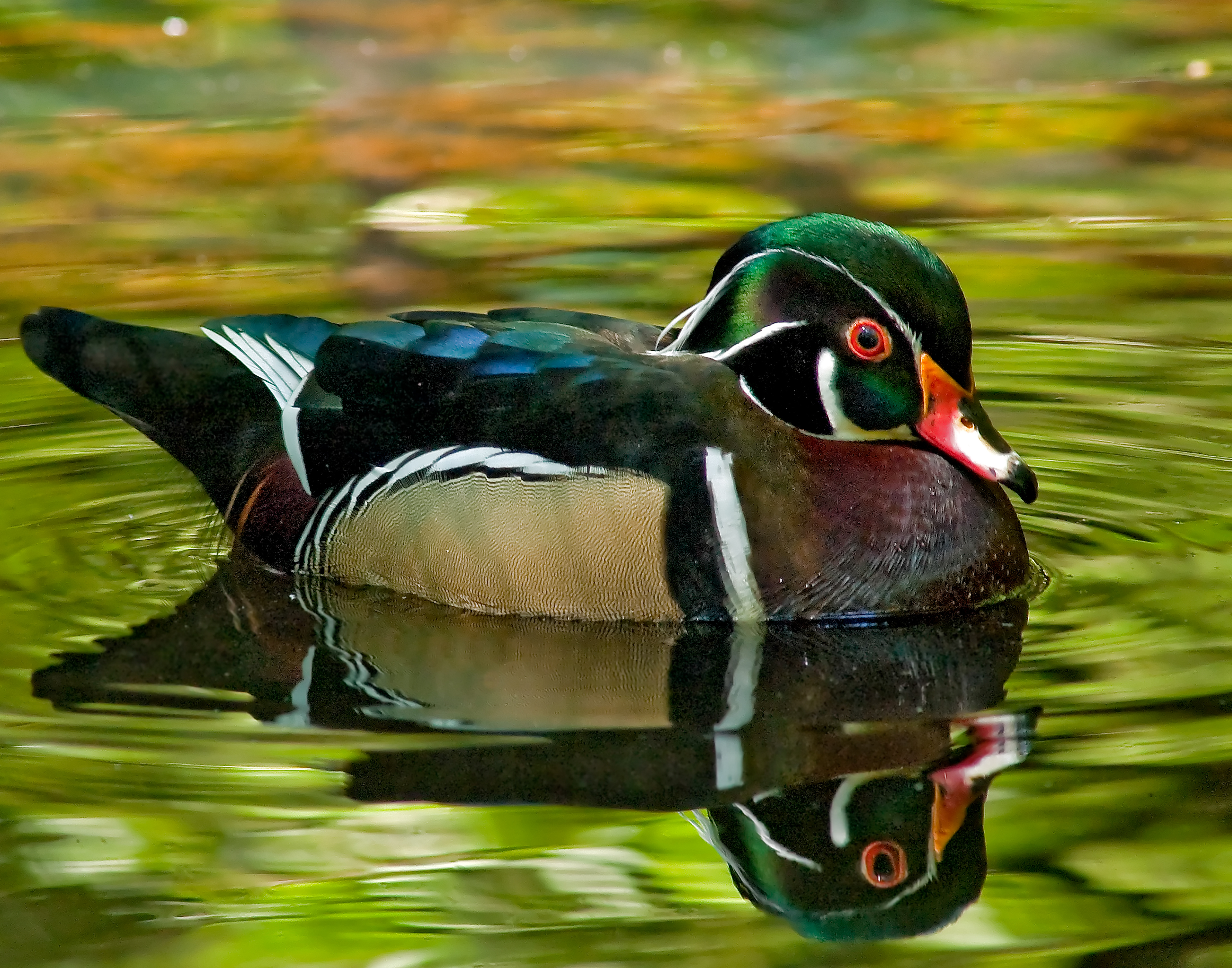 Wood Duck - Horry County, South Carolina
